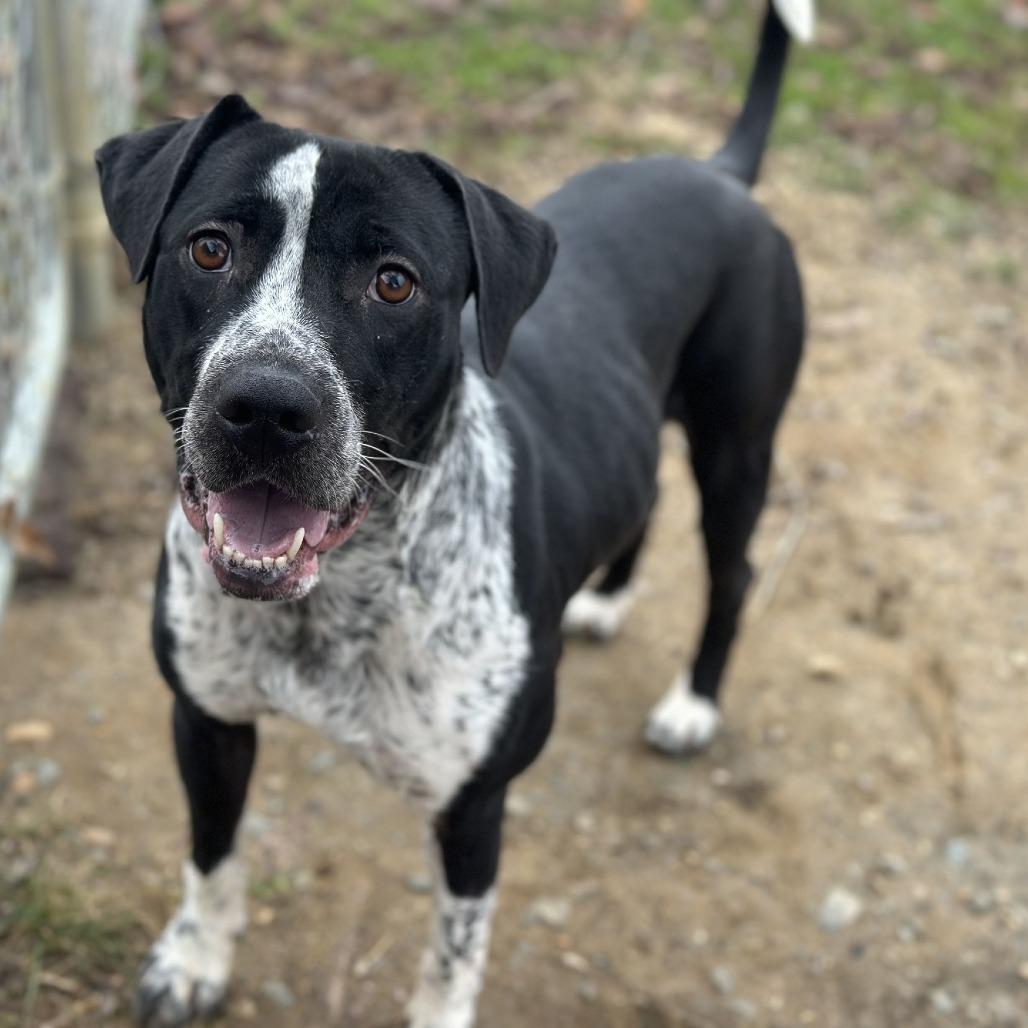 Enlarge Baja, a Adoptable Mixed Breed in Fredericksburg, VA image 2/3