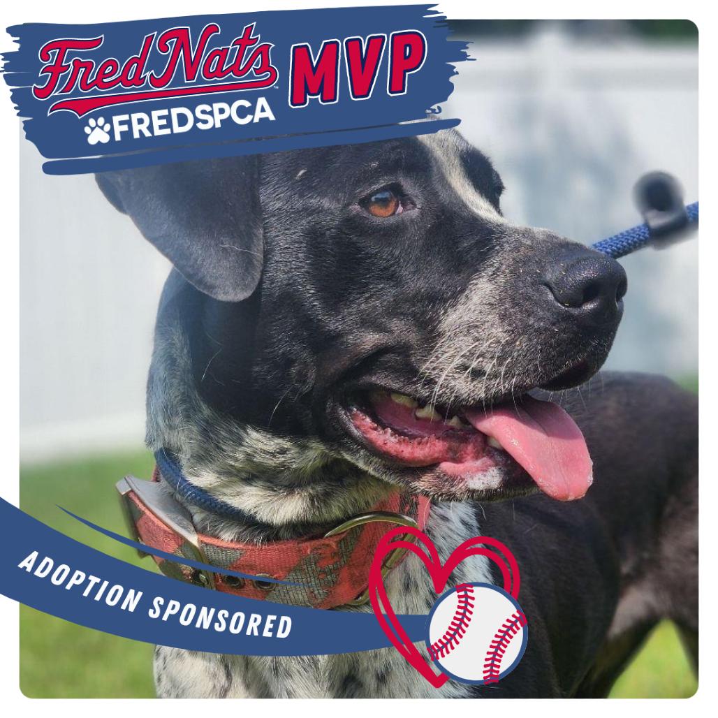 Enlarge Baja, a Adoptable Mixed Breed in Fredericksburg, VA image 5/6