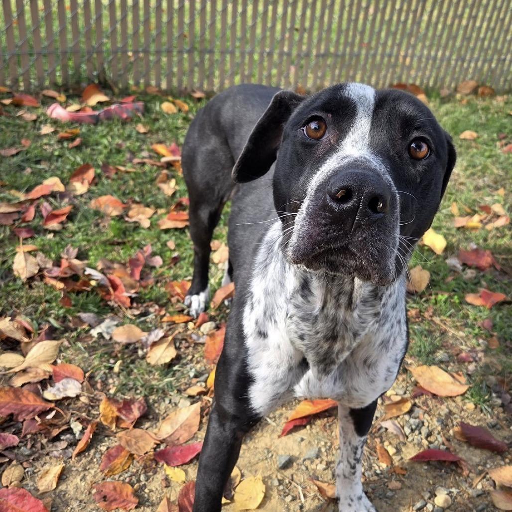 Enlarge Baja, a Adoptable Mixed Breed in Fredericksburg, VA image 3/3