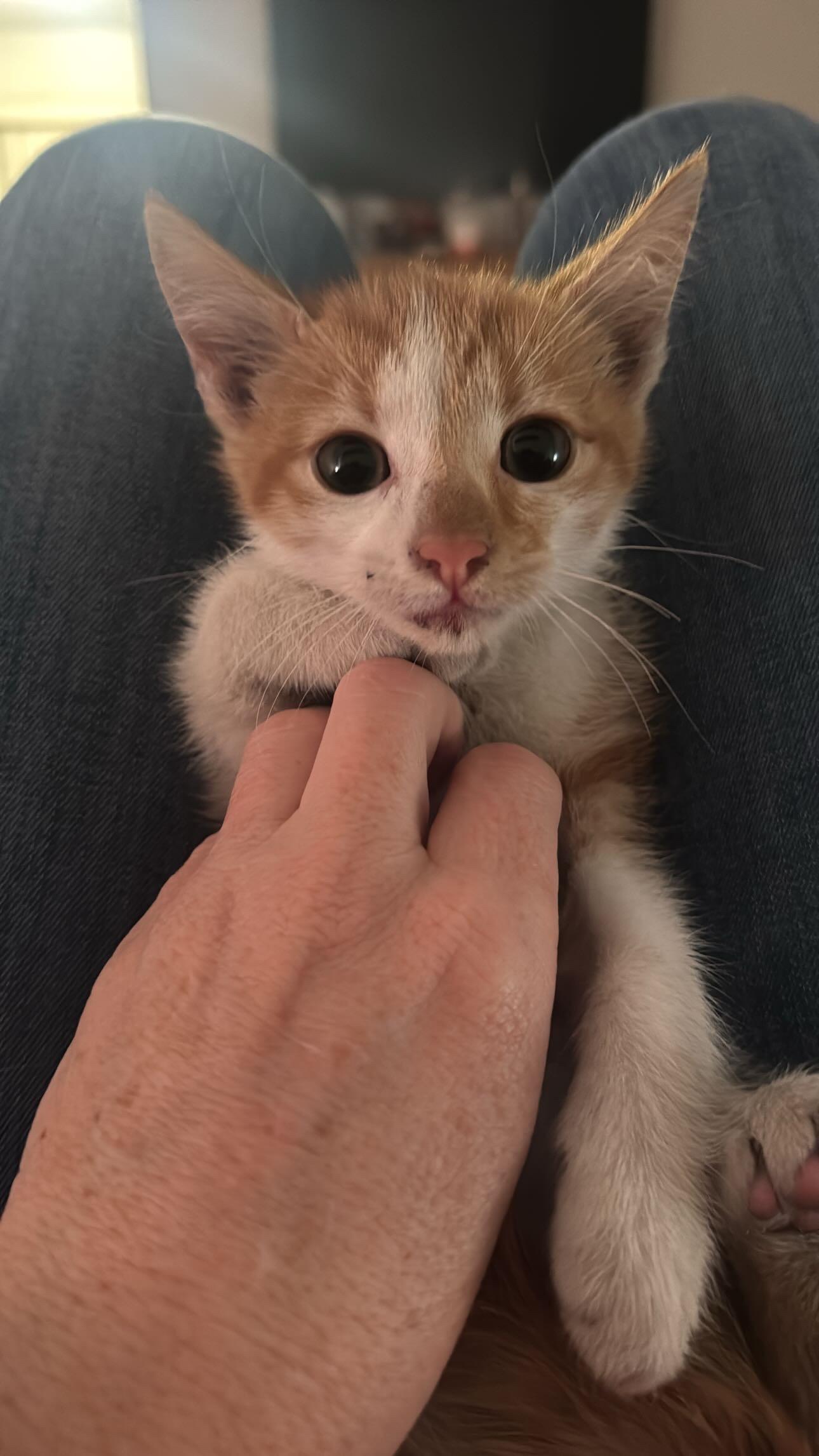 Enlarge Evie, a ADOPTABLE American Shorthair in Tracy, CA image 3/3