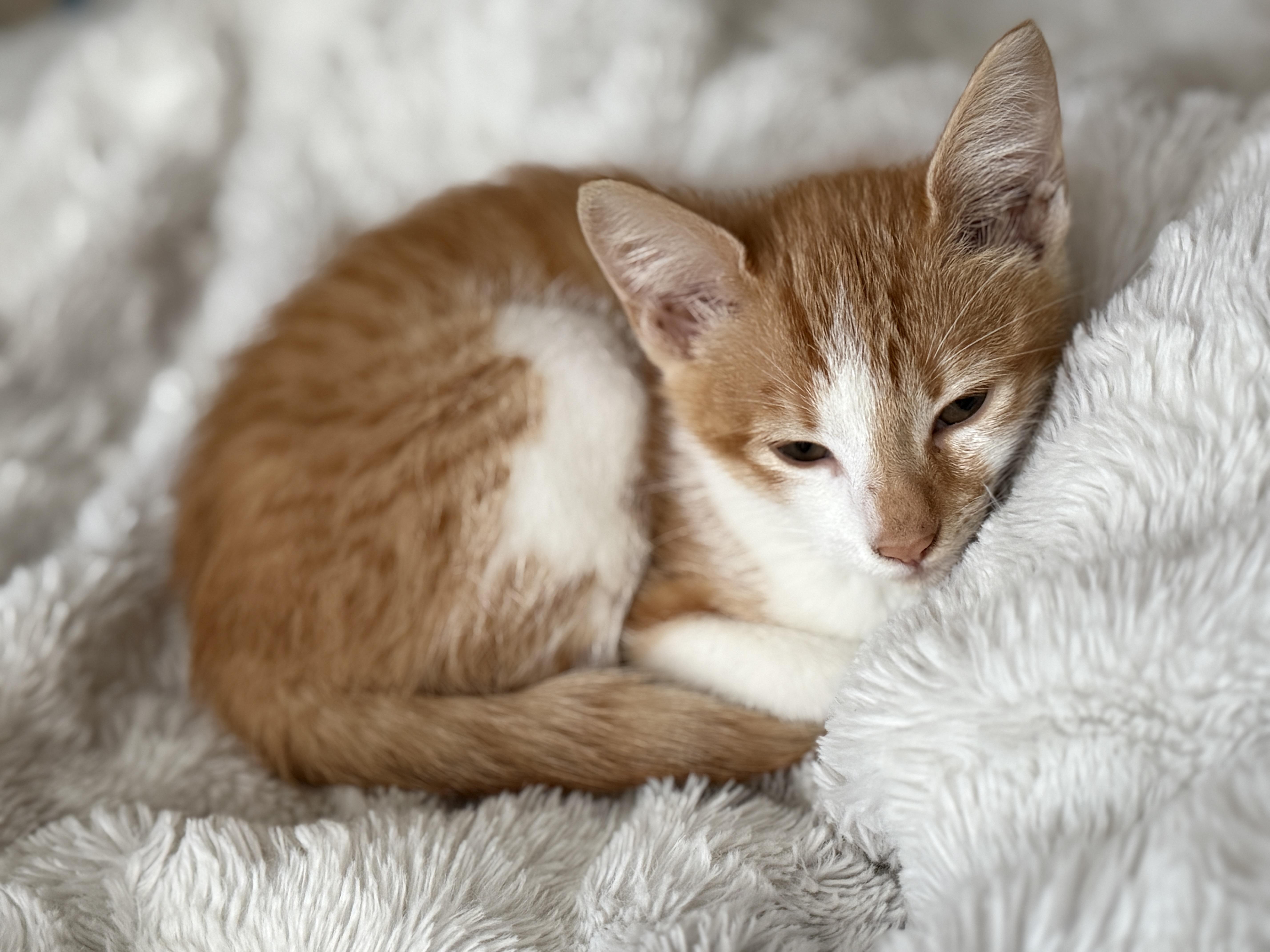 Enlarge Evie, a ADOPTABLE American Shorthair in Tracy, CA image 2/3