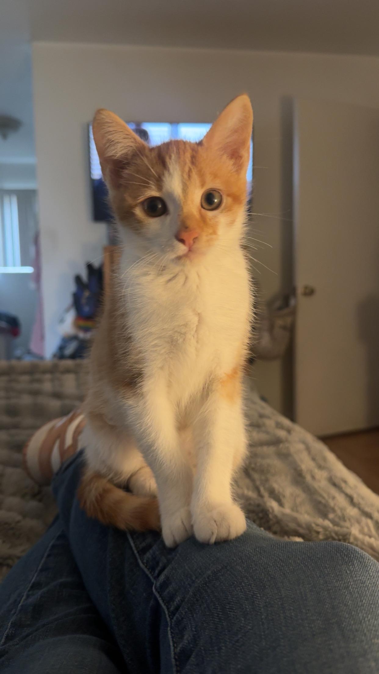 Evie, adopted, Kitten Female American Shorthair.