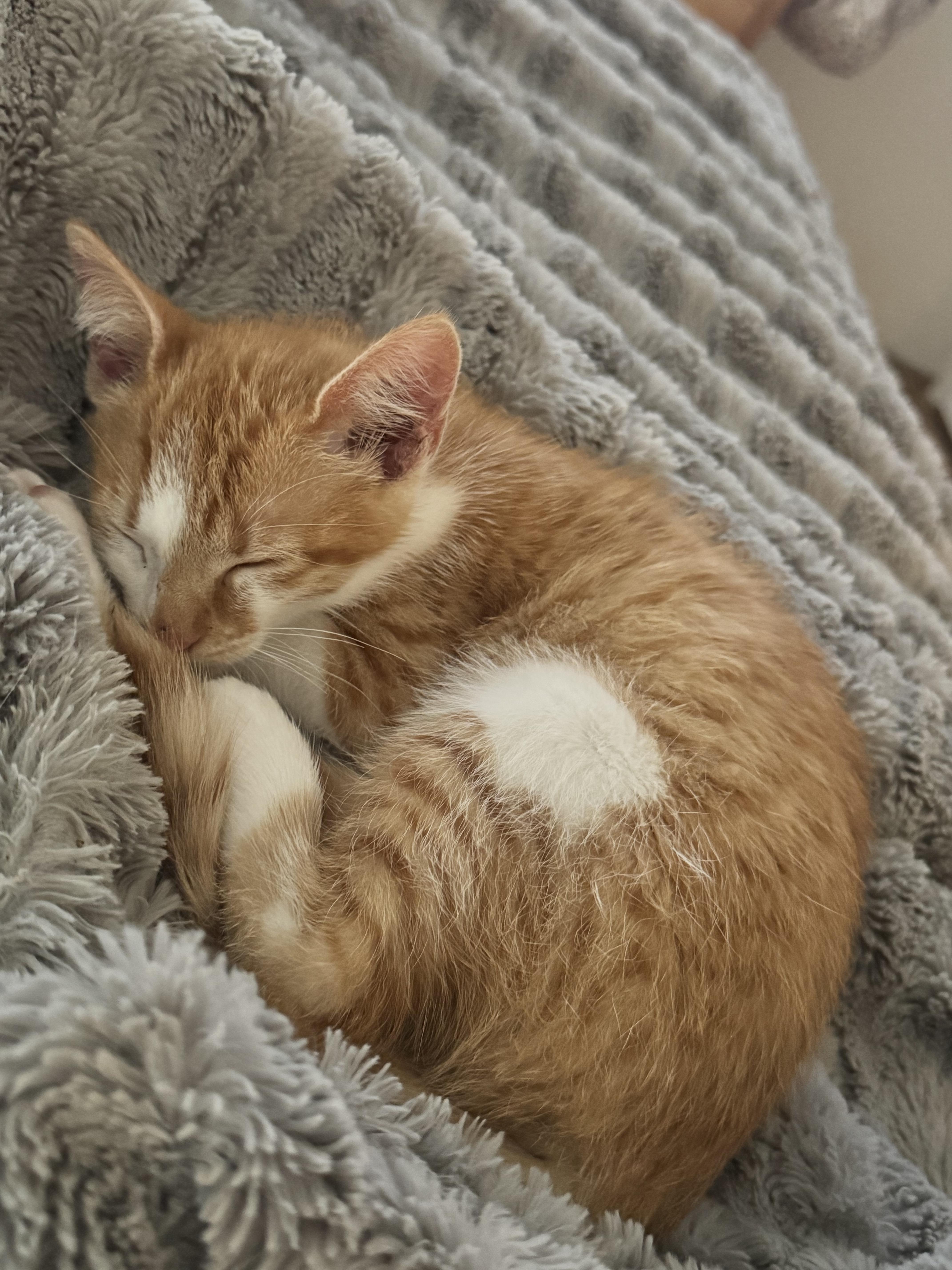 Evie, ADOPTABLE, Kitten Female American Shorthair.