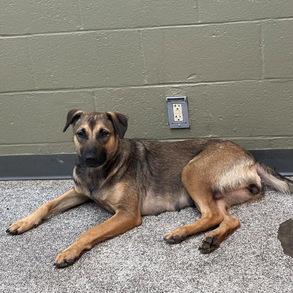 Enlarge Jessie, a Adoptable German Shepherd Dog in Coos Bay, OR image 2/2