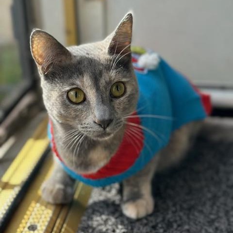 Sofi, a Adoptable Domestic Short Hair in Los Angeles, CA image 3/6