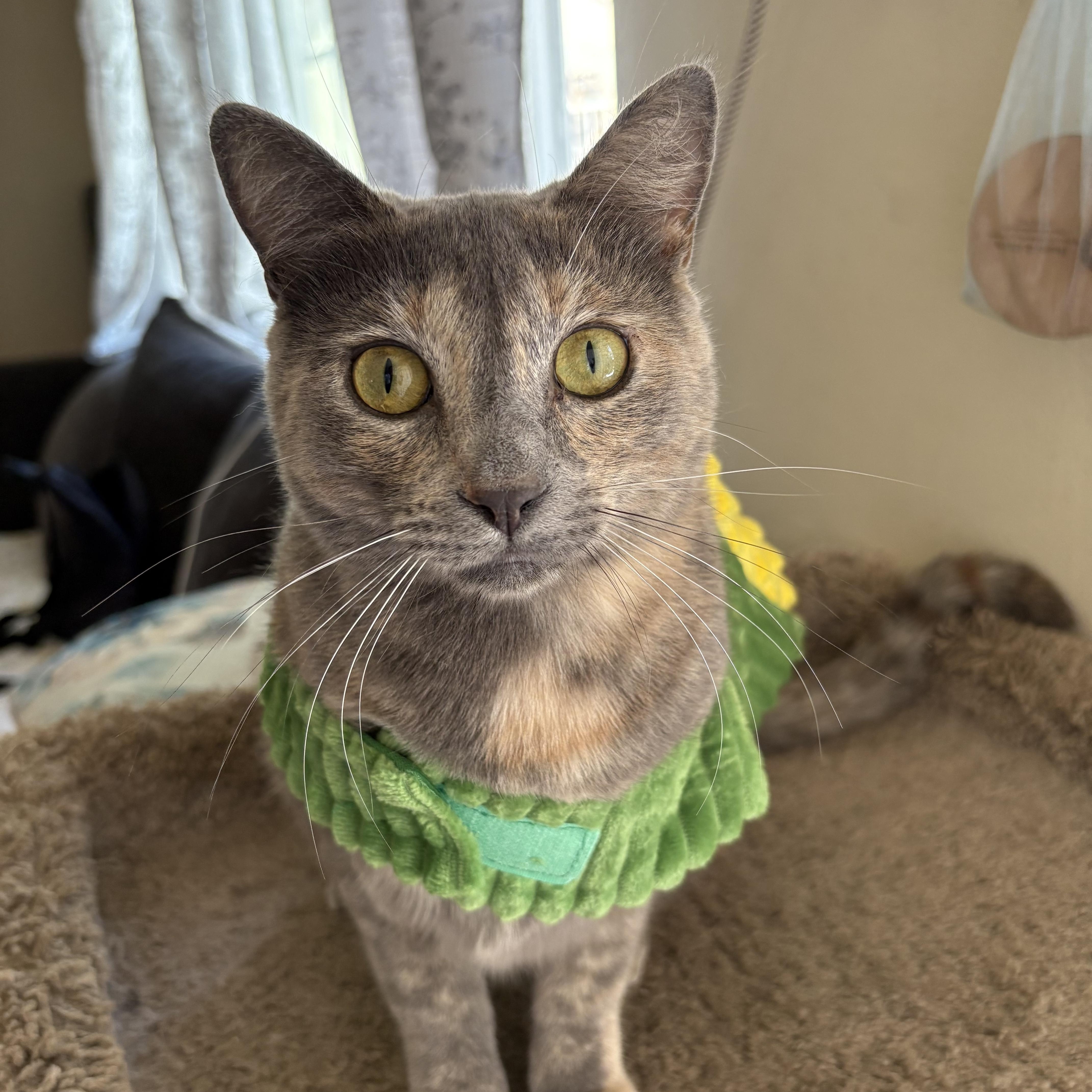 Sofi, a Adoptable Domestic Short Hair in Los Angeles, CA image 1/6