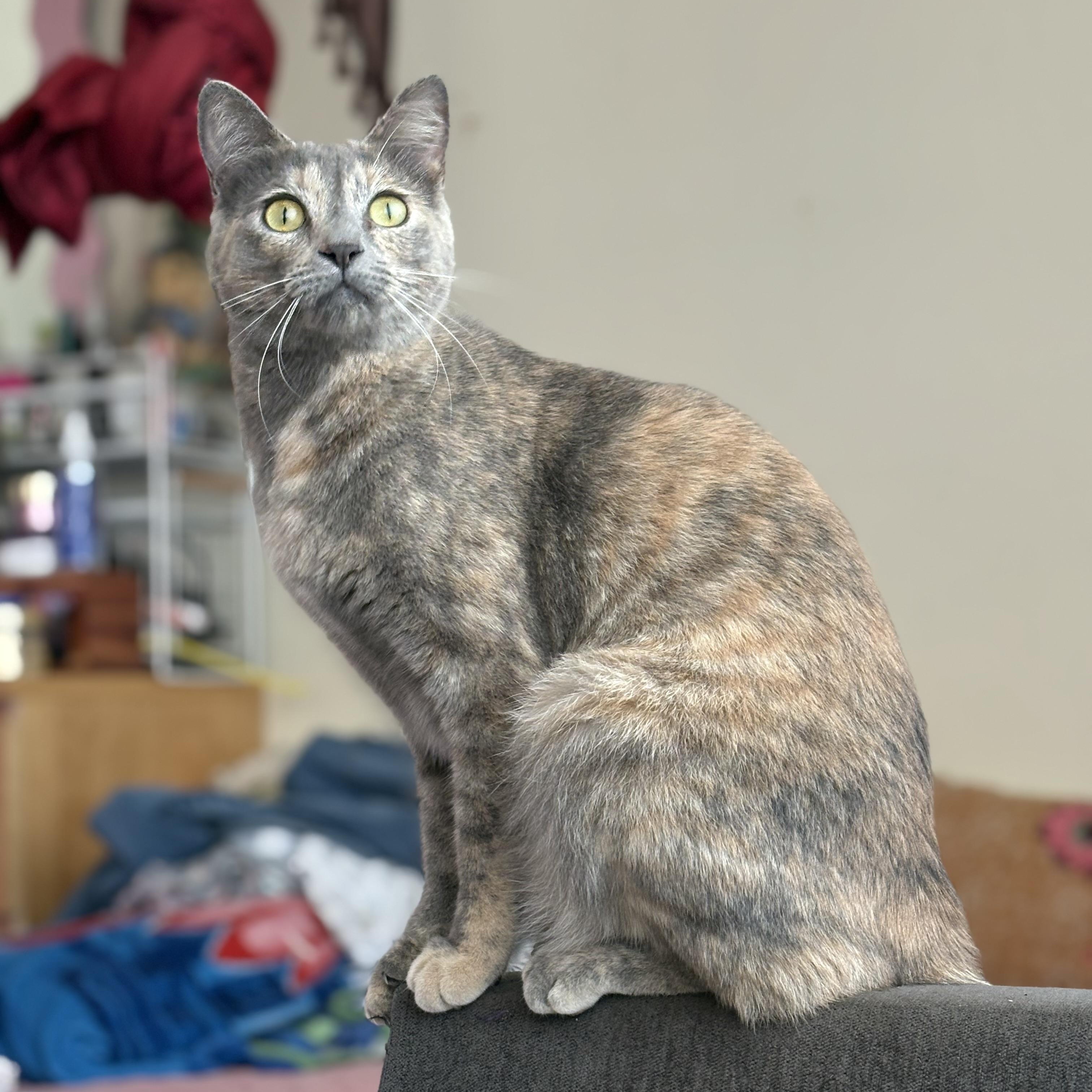Sofi, a Adoptable Domestic Short Hair in Los Angeles, CA image 2/6