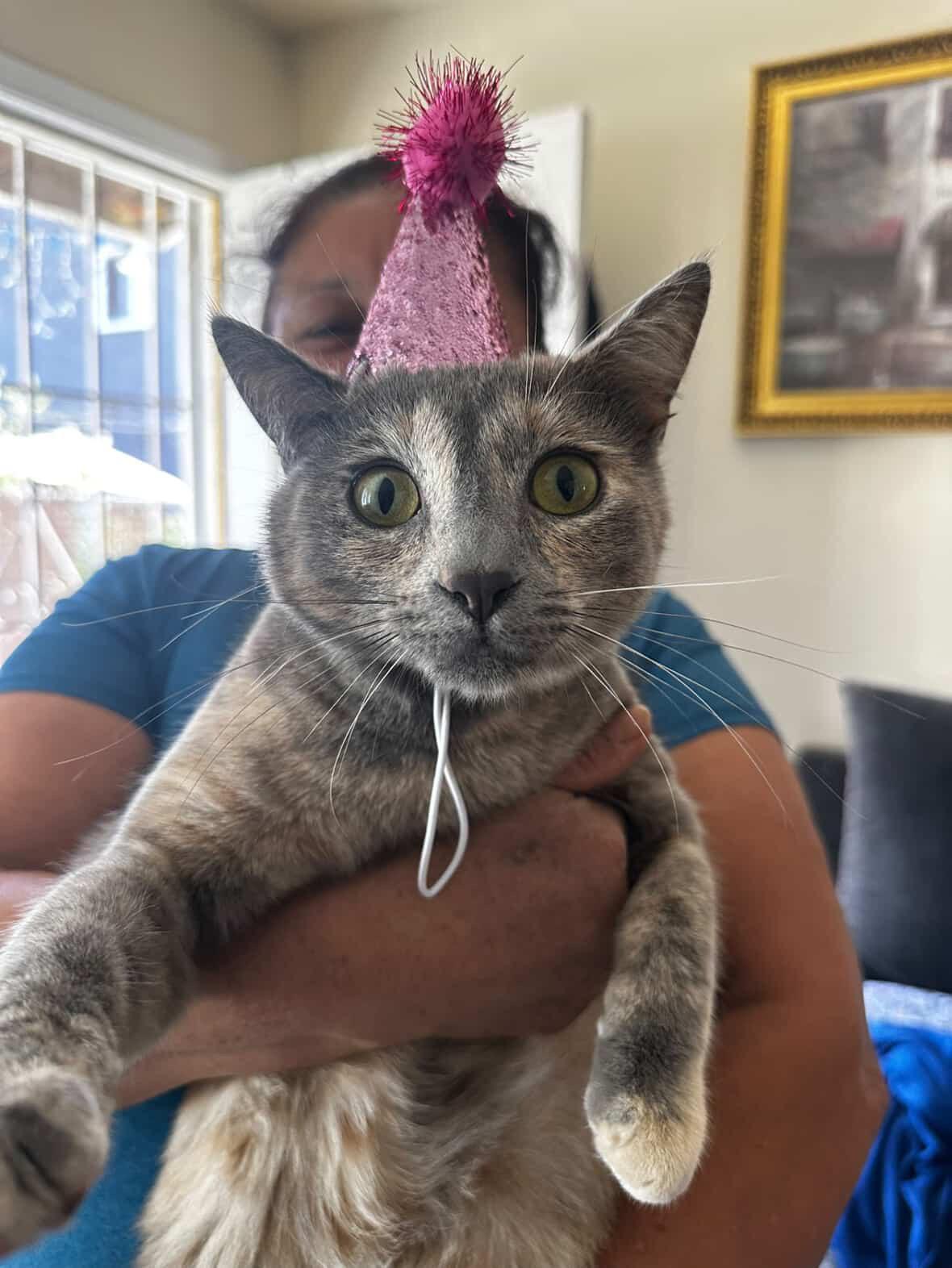 Sofi, a Adoptable Domestic Short Hair in Los Angeles, CA image 5/6