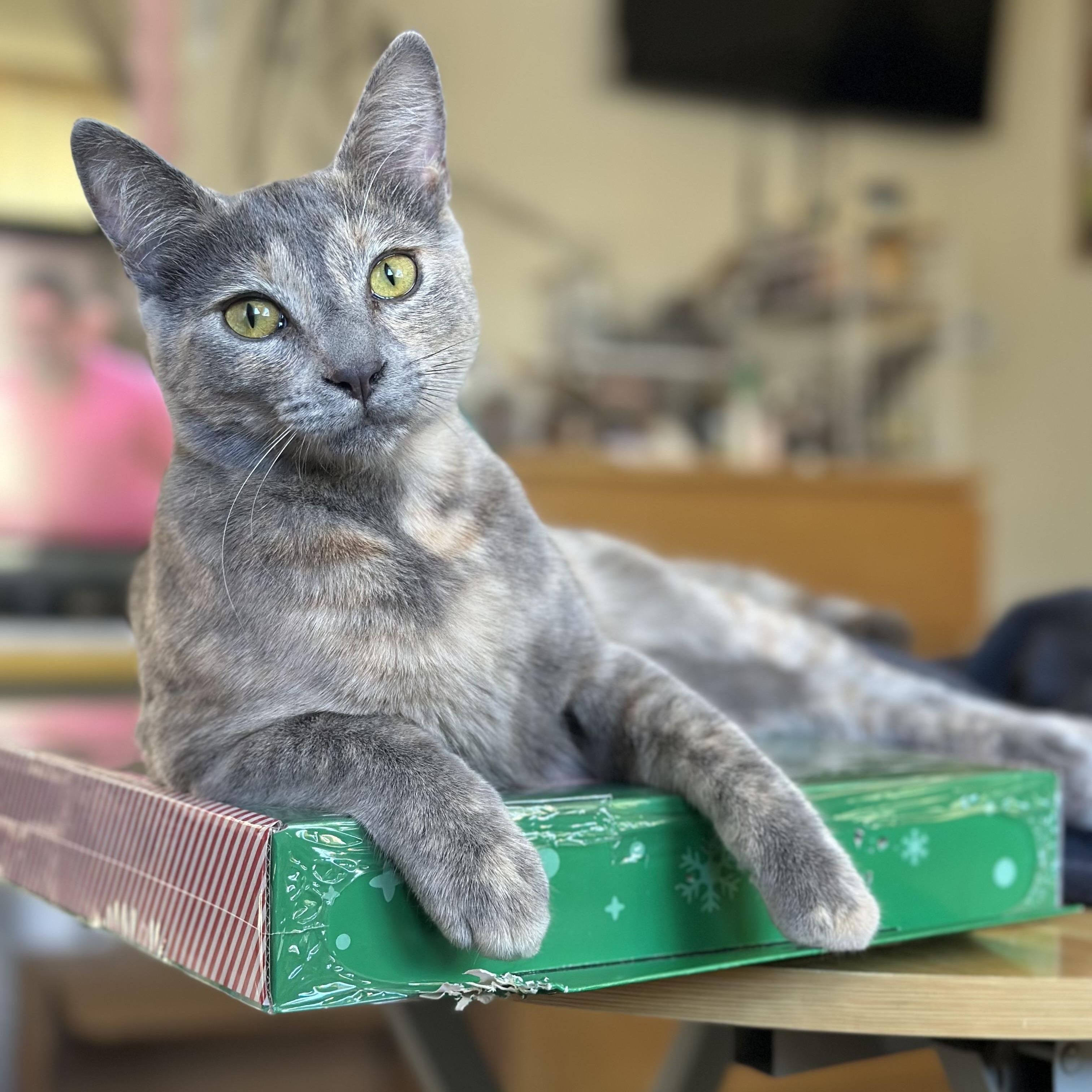 Sofi, a Adoptable Domestic Short Hair in Los Angeles, CA image 4/6