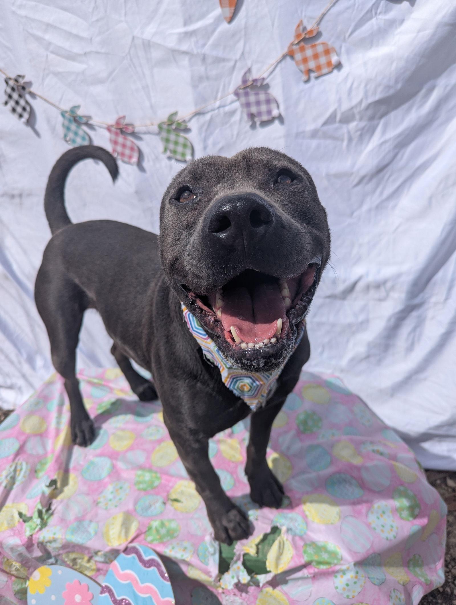 Thaddeus, Adoptable, Young Male American Staffordshire Terrier.