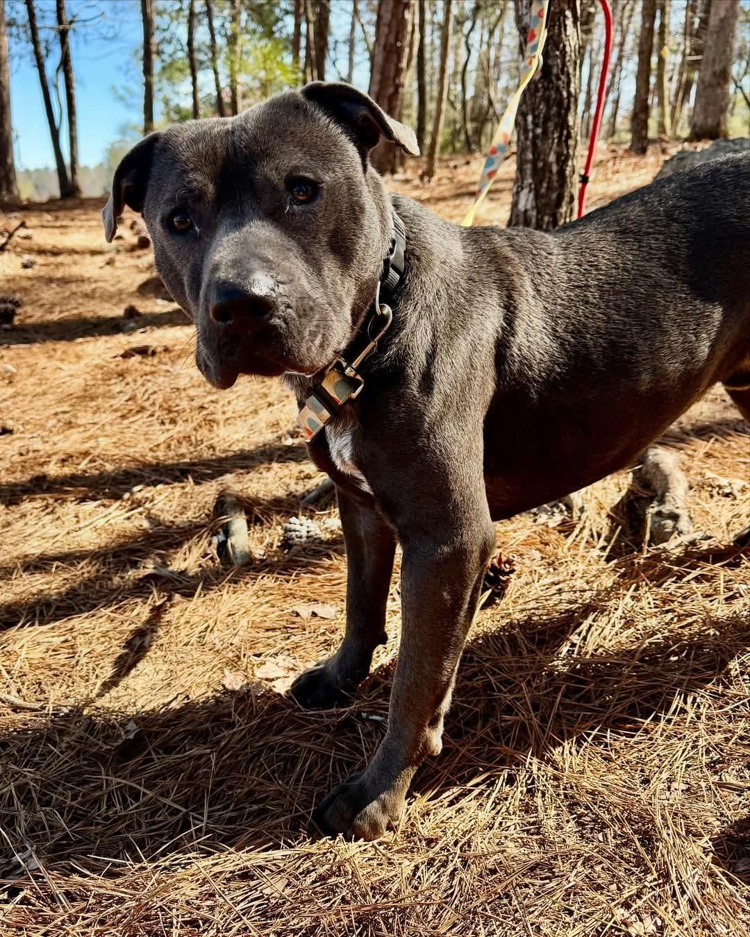 Thaddeus, a Adoptable American Staffordshire Terrier in Calhoun, GA image 2/6
