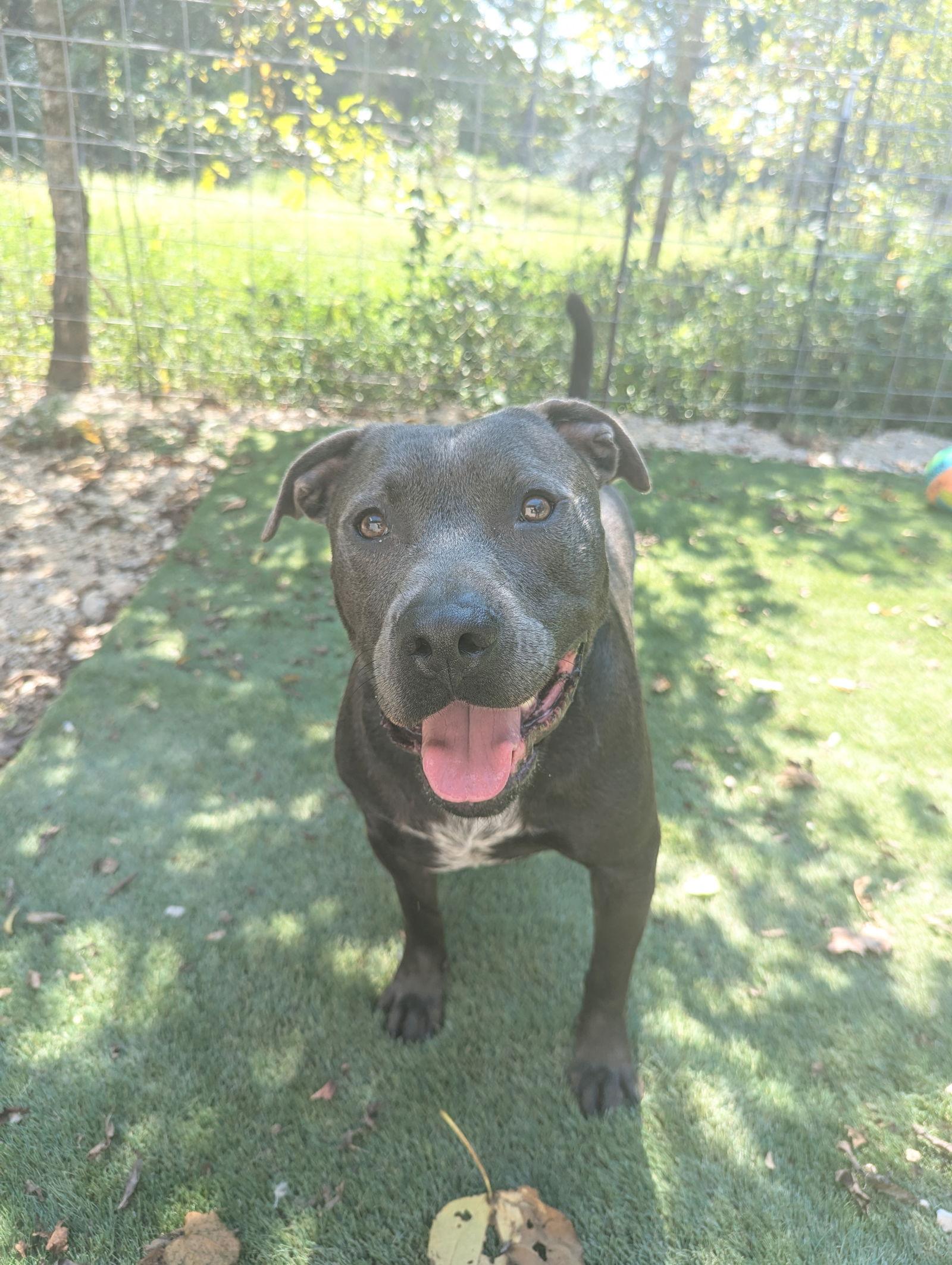 Thaddeus, a Adoptable American Staffordshire Terrier in Calhoun, GA image 3/6