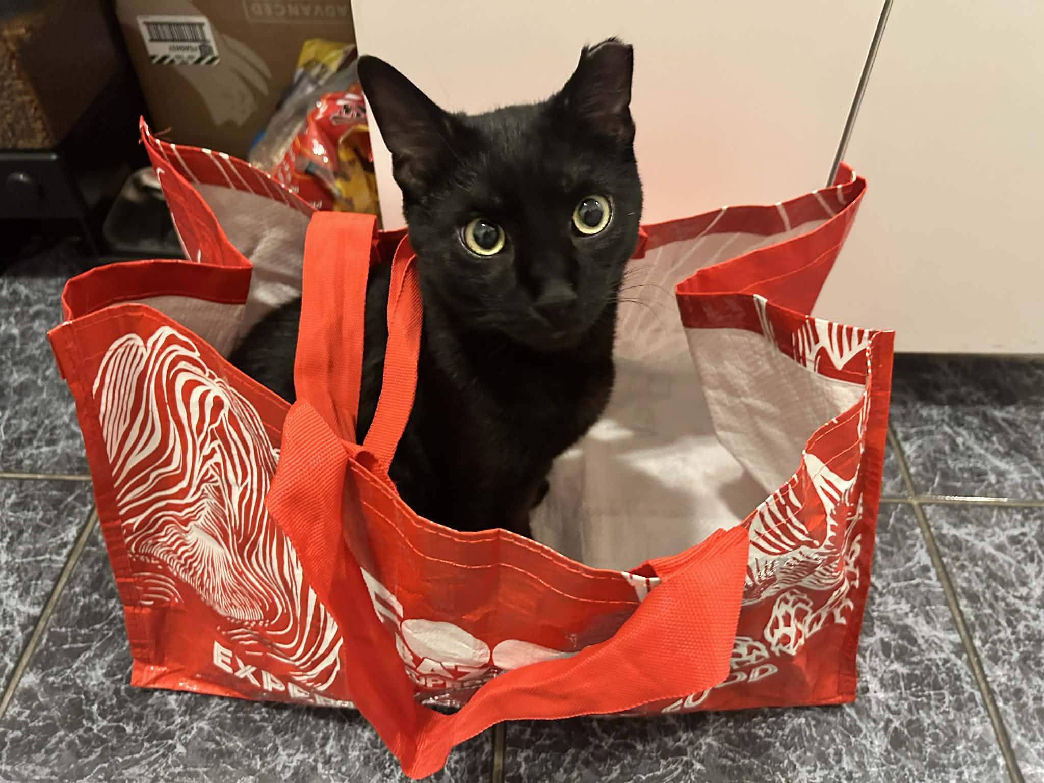 Enlarge Loud, a ADOPTABLE American Shorthair in Brooklyn, NY image 1/4