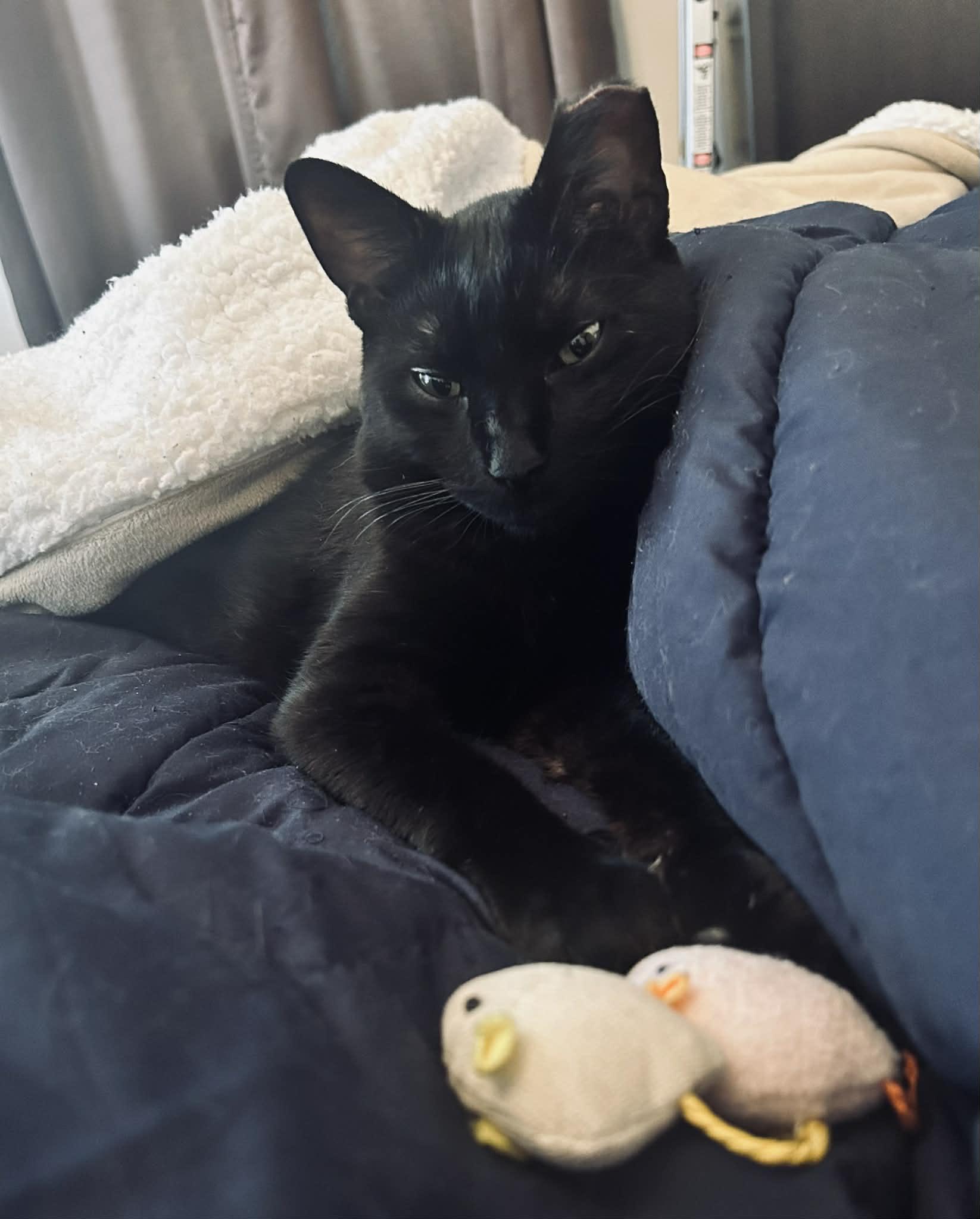 Enlarge Loud, a ADOPTABLE American Shorthair in Brooklyn, NY image 4/4