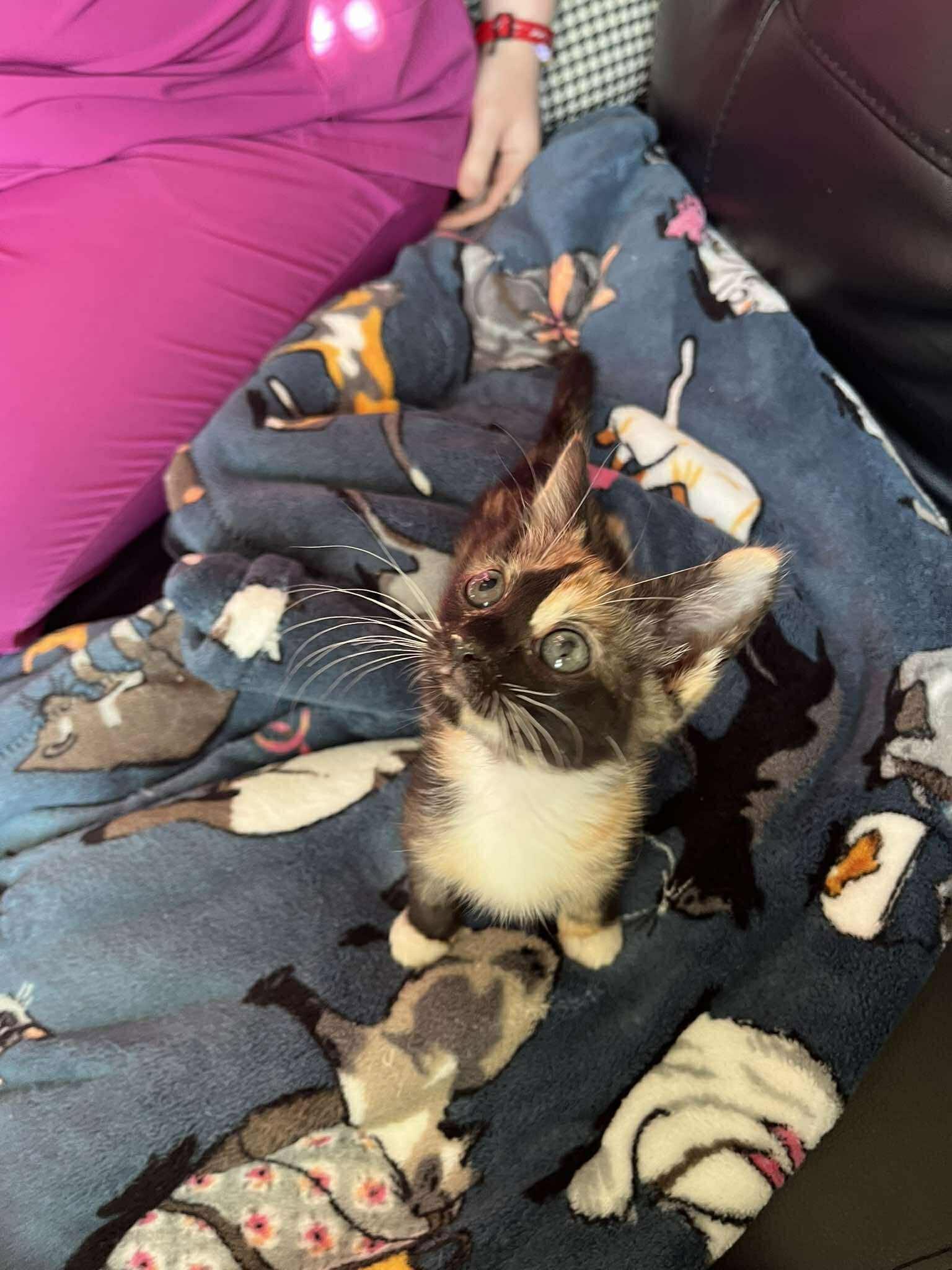 Leia/ previously harmony, Adoptable, Kitten Female Domestic Short Hair.
