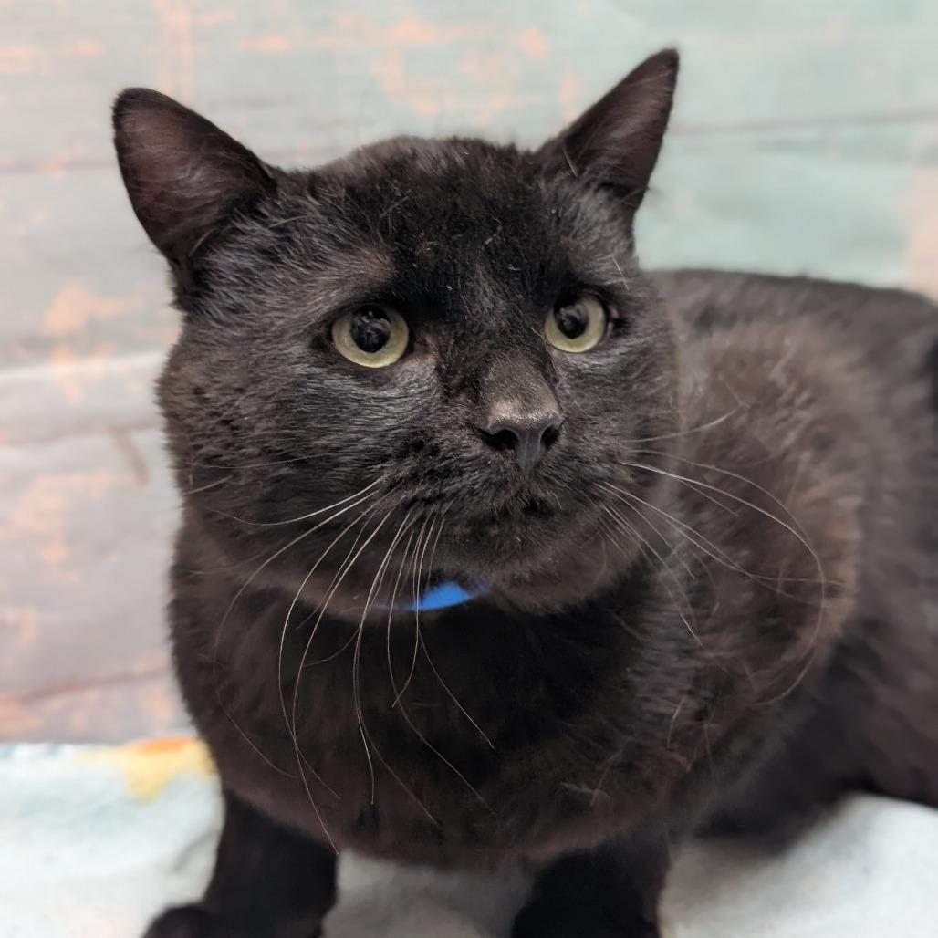 Pook, Adoptable, Adult Male Domestic Short Hair.