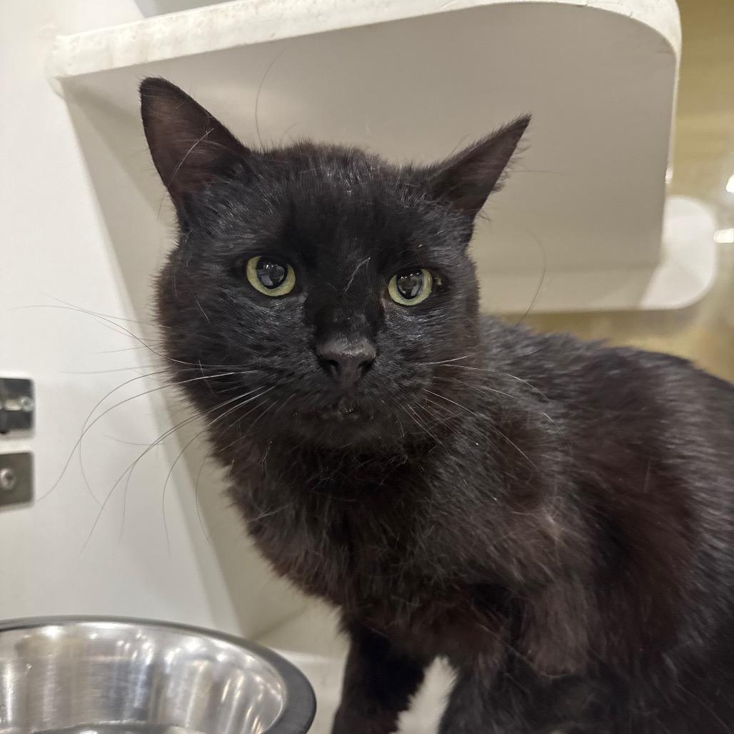 Pook, a Adoptable Domestic Short Hair in Spokane, WA image 2/4
