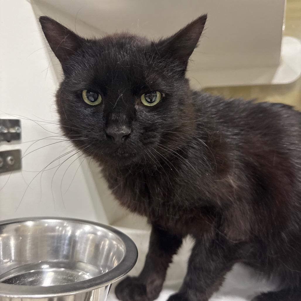 Pook, a Adoptable Domestic Short Hair in Spokane, WA image 3/4