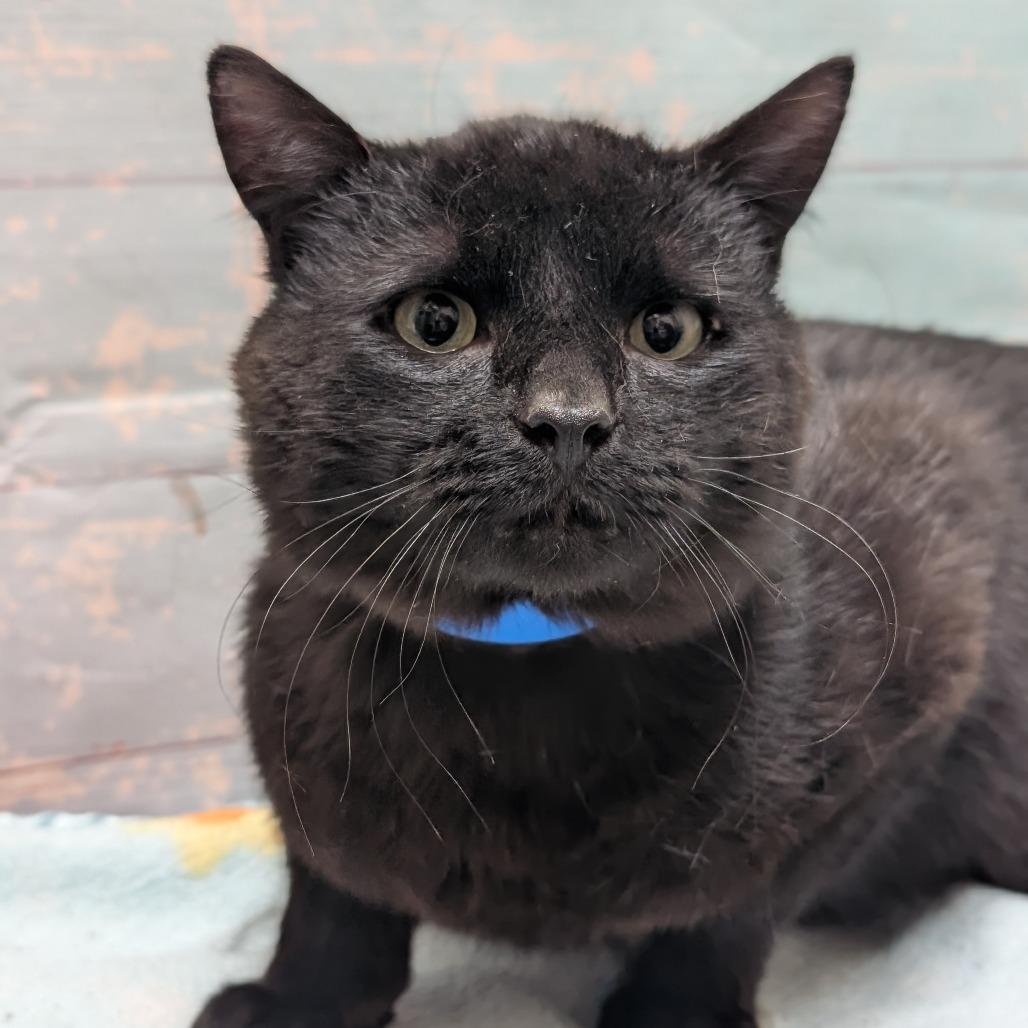 Pook, a Adoptable Domestic Short Hair in Spokane, WA image 4/4