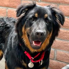 Bear