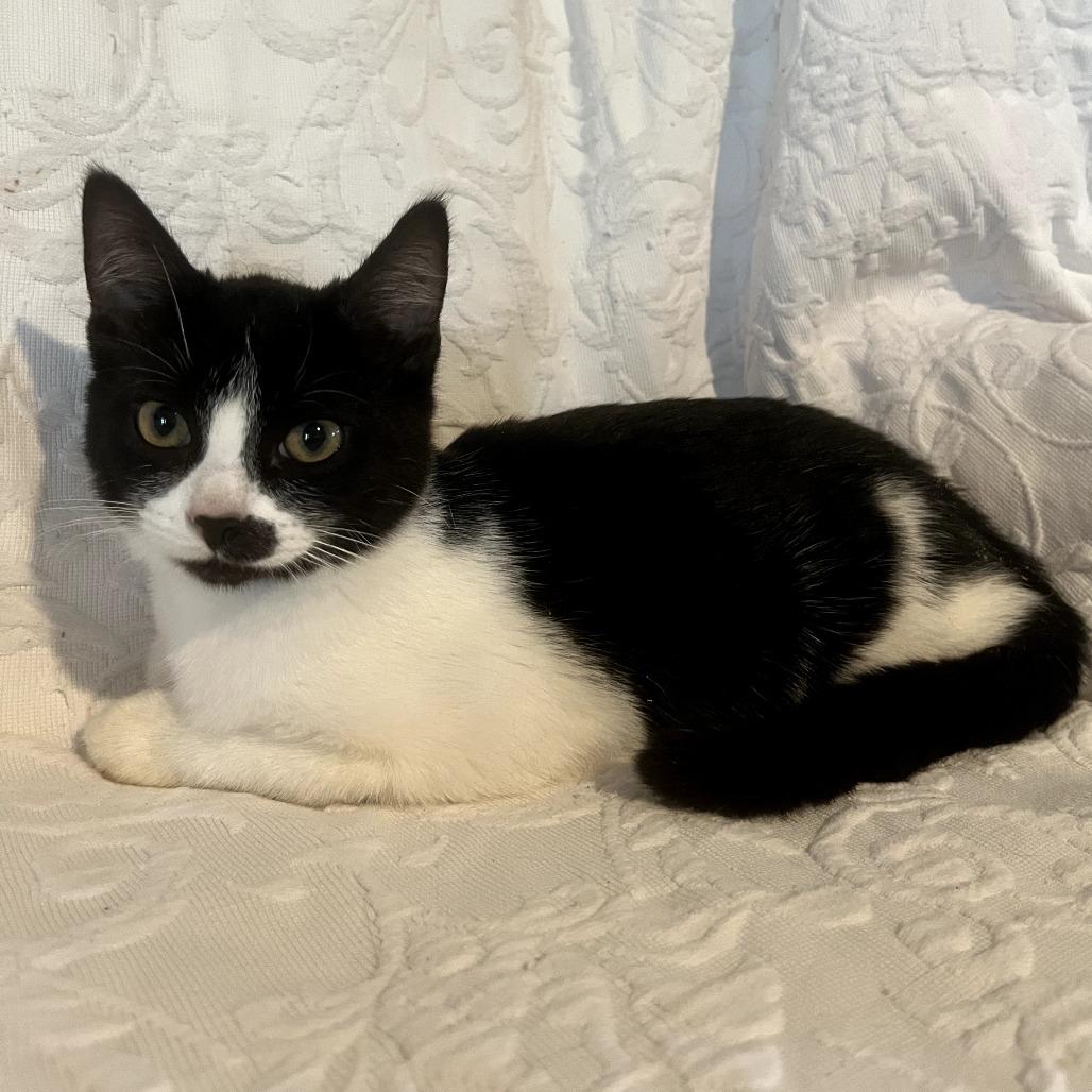 Enlarge McKenna, a Adoptable Domestic Short Hair in Parkland, FL image 2/2