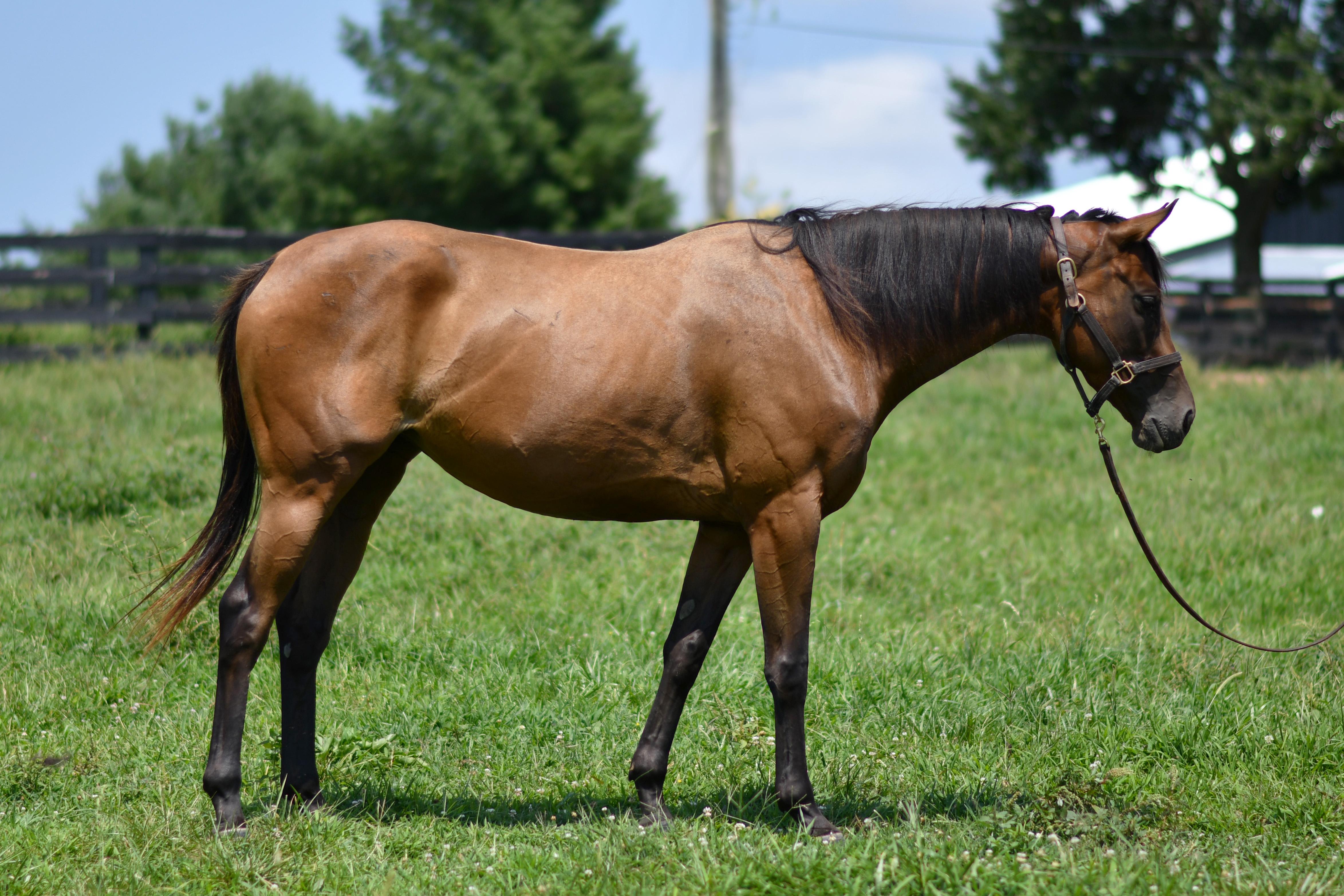 Enlarge MarshaMarshaMarsha, an adopted Thoroughbred in Nicholasville, KY image 3/3