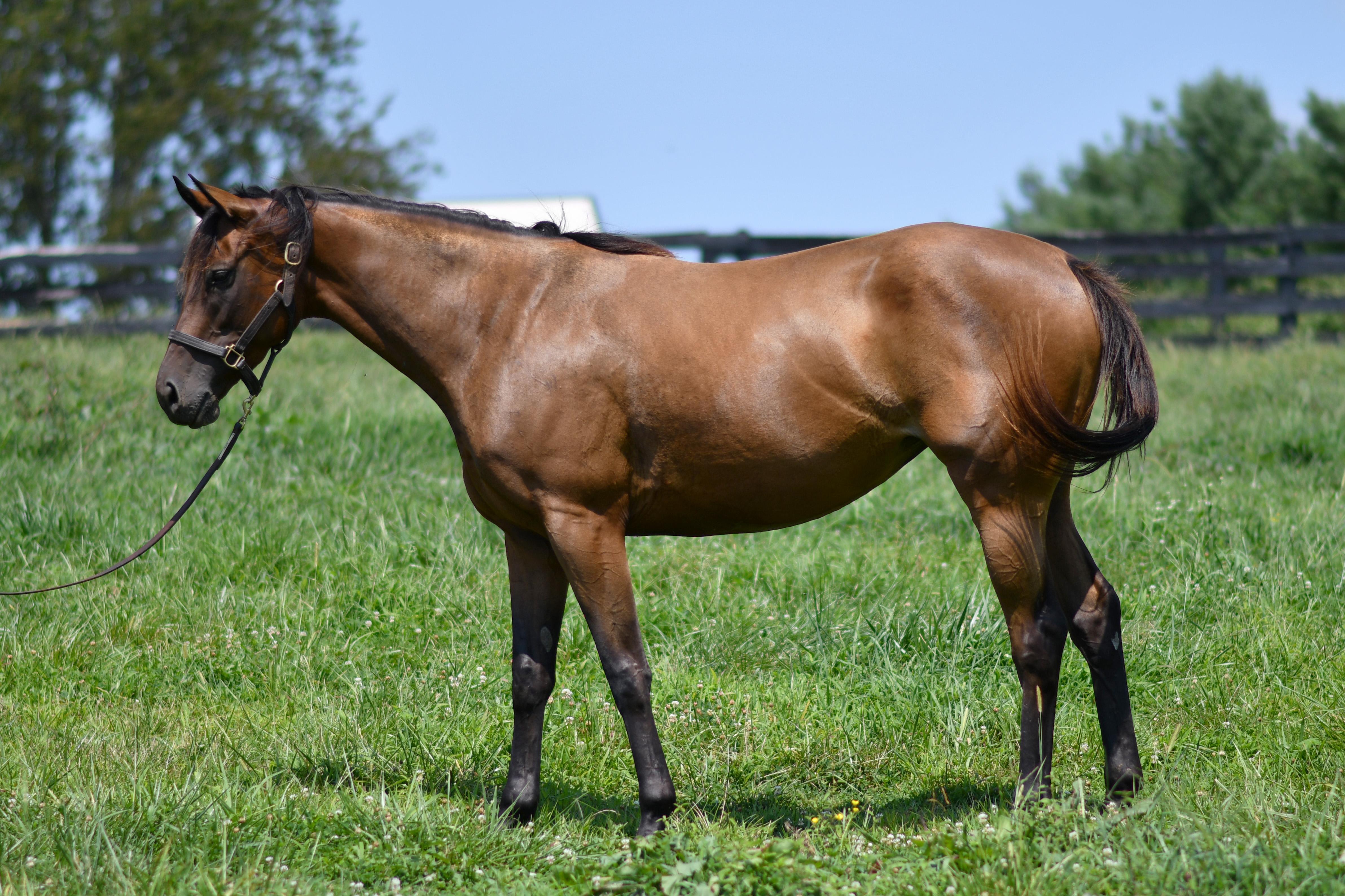 Enlarge MarshaMarshaMarsha, an adopted Thoroughbred in Nicholasville, KY image 2/3