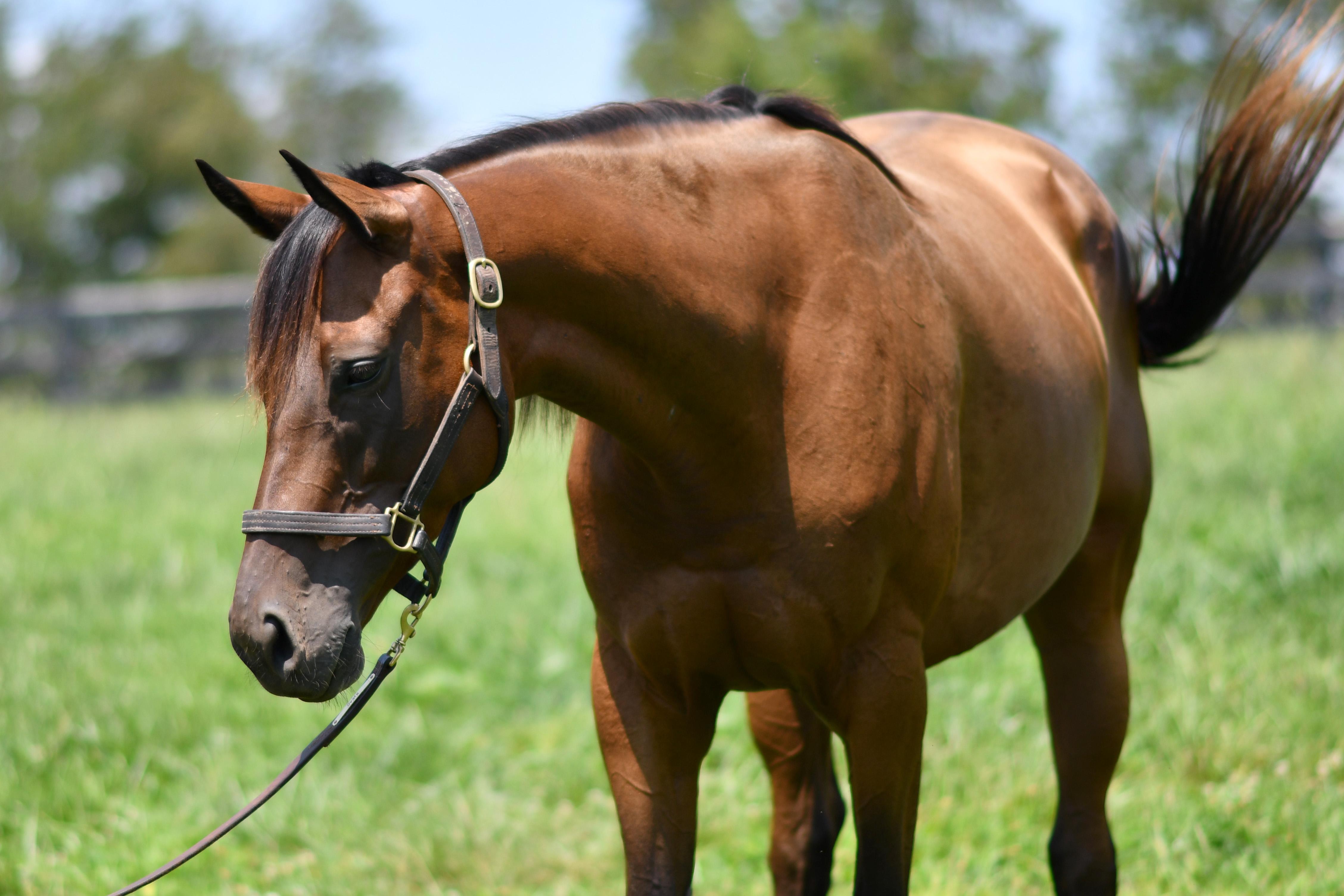 MarshaMarshaMarsha, adopted, Adult Female Thoroughbred.
