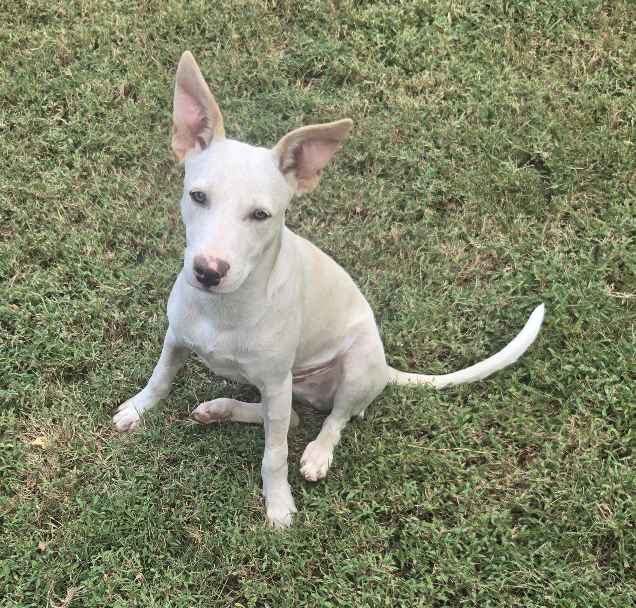 CASPER, Adoptable, Puppy Male Hound & Beagle.