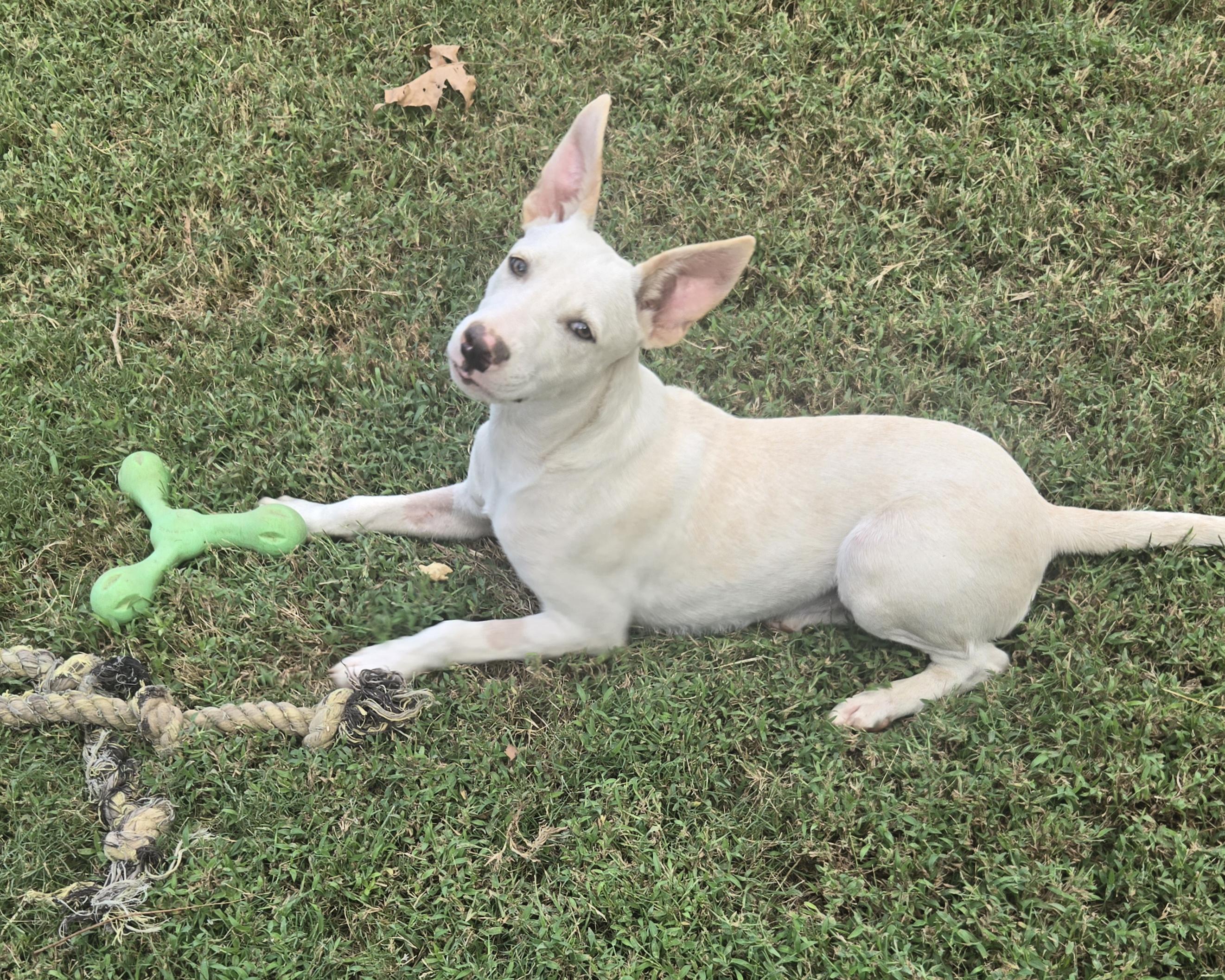 Enlarge CASPER, a Adoptable mixed breed in Byhalia, MS image 2/3