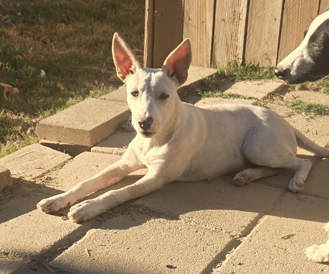 Enlarge CASPER, a Adoptable mixed breed in Byhalia, MS image 3/3