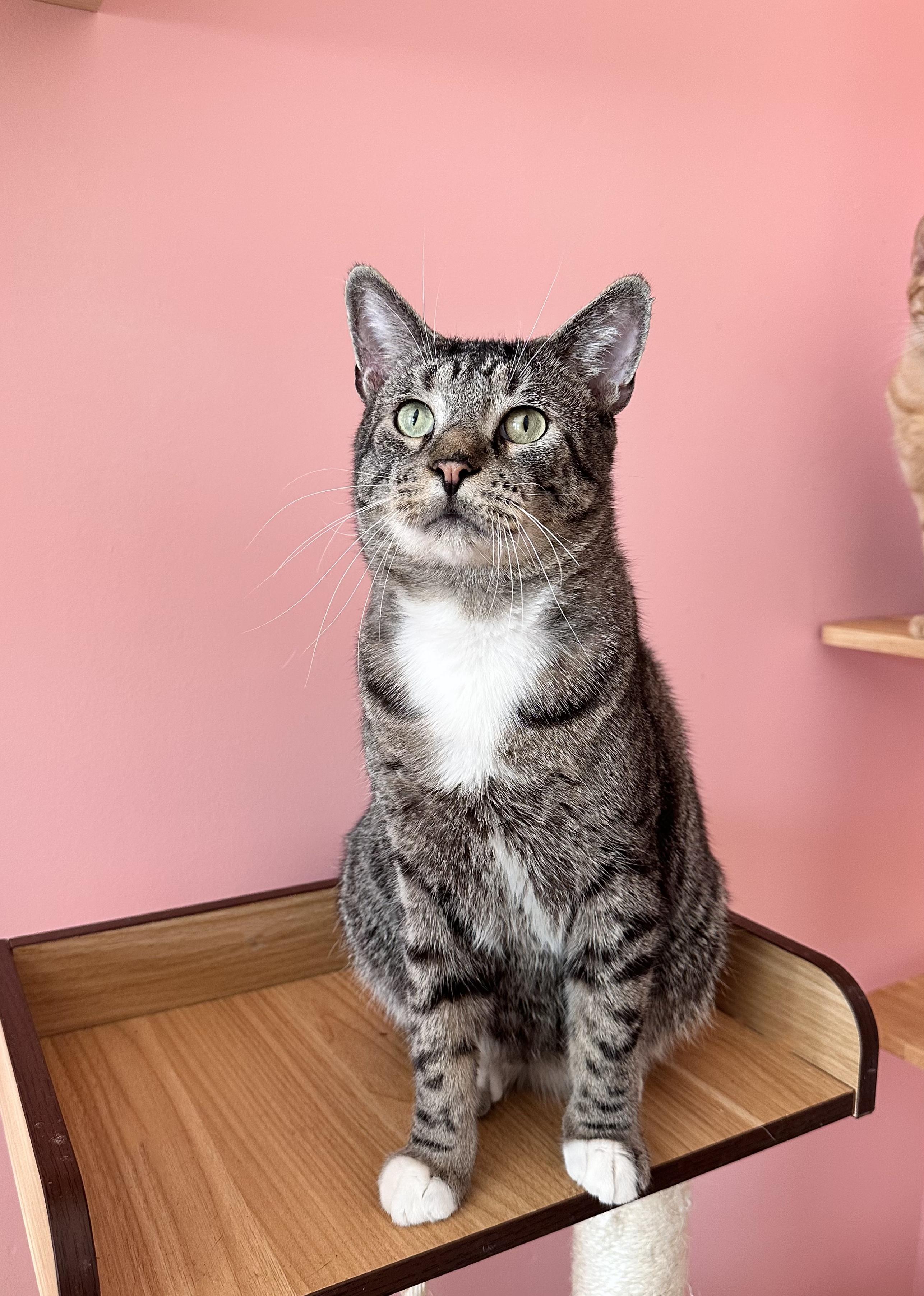 Enlarge AUSTIN, an adoptable Tabby in New York, NY image 2/6