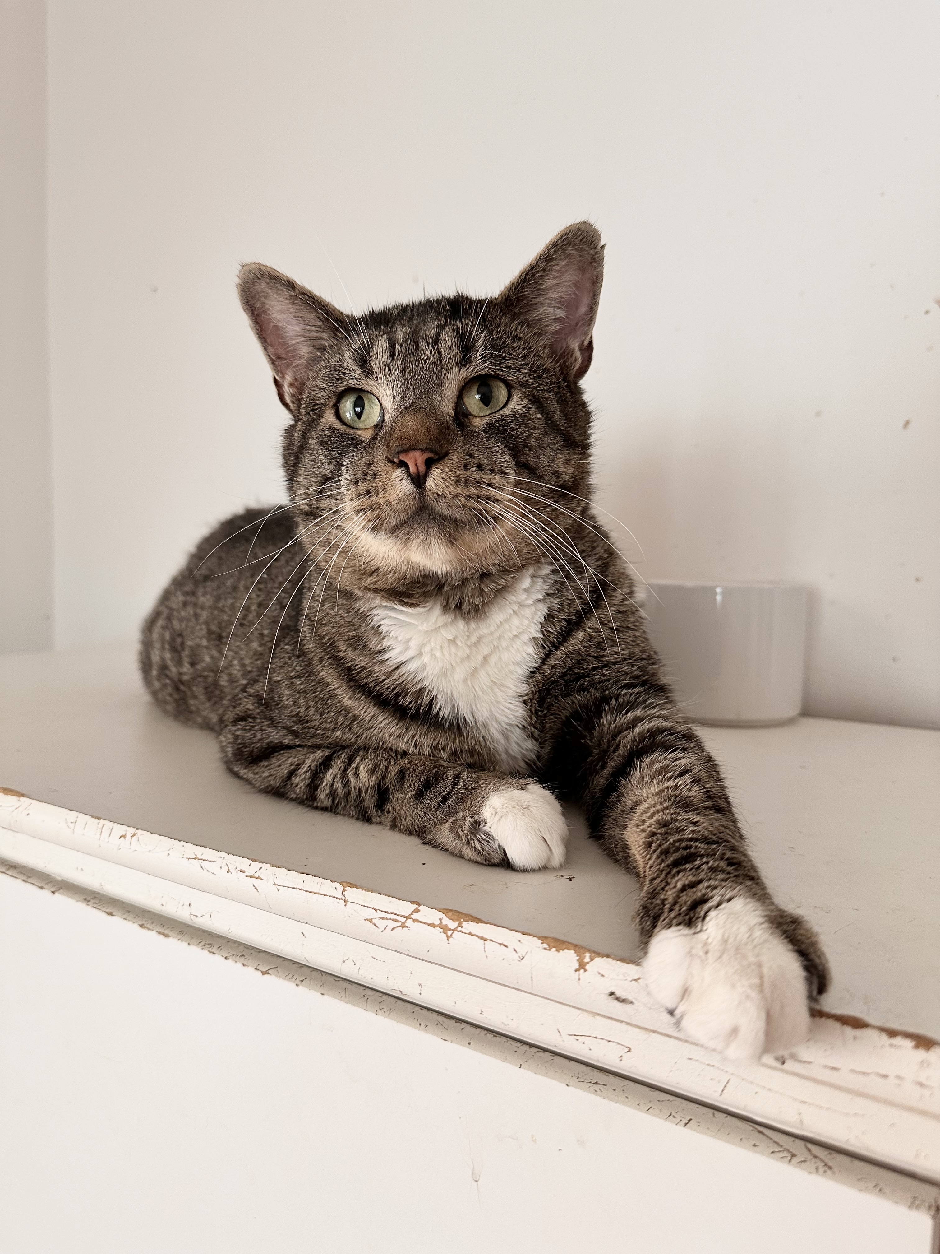 Enlarge AUSTIN, an adoptable Tabby in New York, NY image 5/6