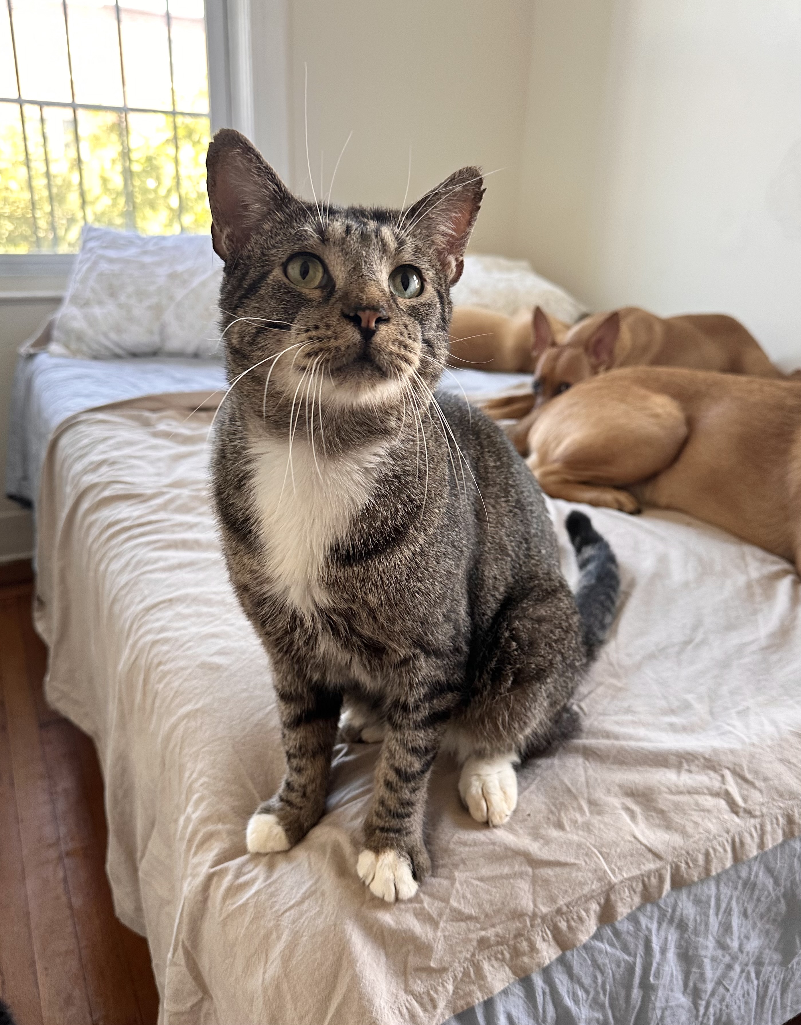 Enlarge AUSTIN, an adoptable Tabby in New York, NY image 4/6