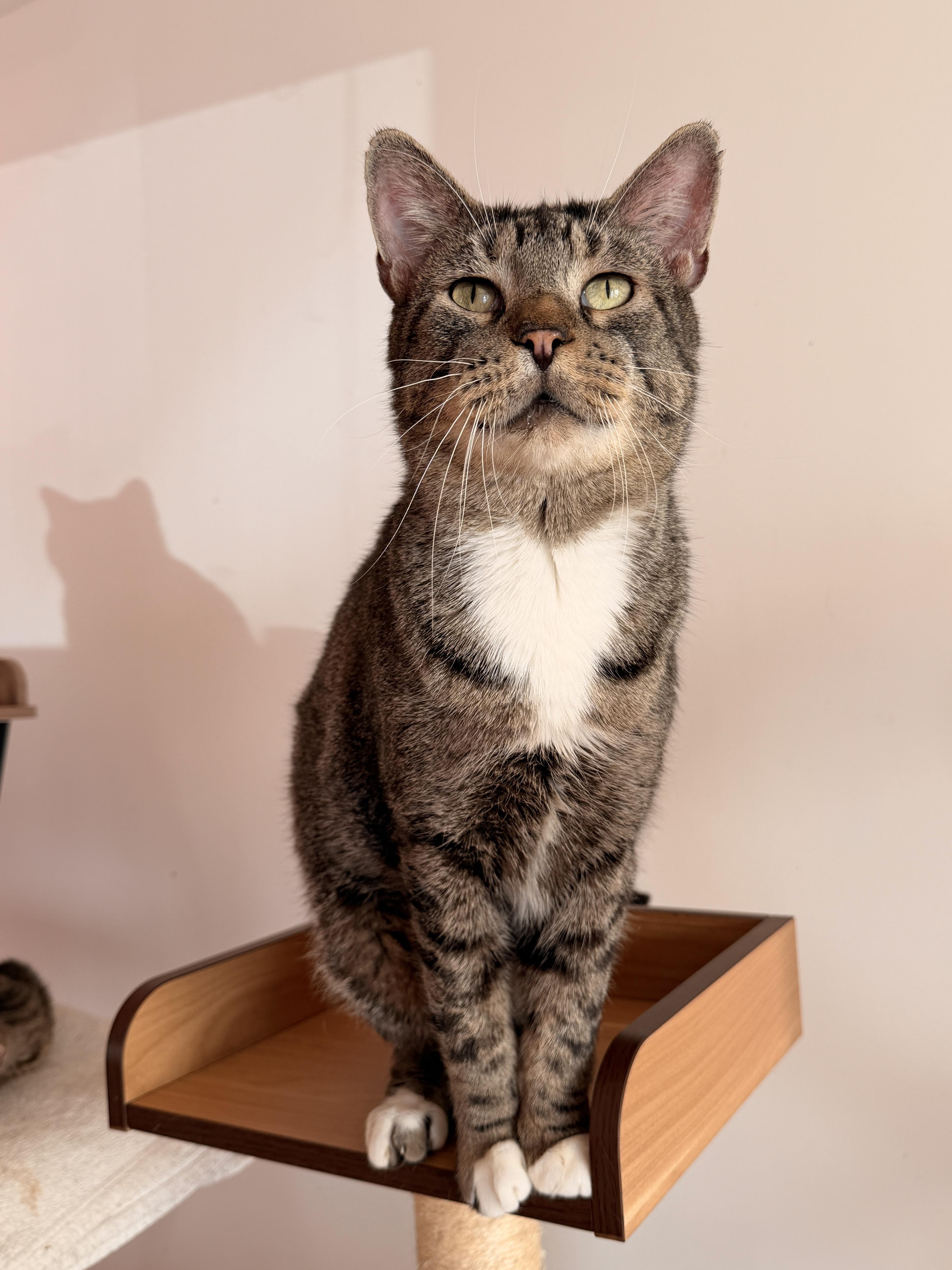 Enlarge AUSTIN, an adoptable Tabby in New York, NY image 1/6