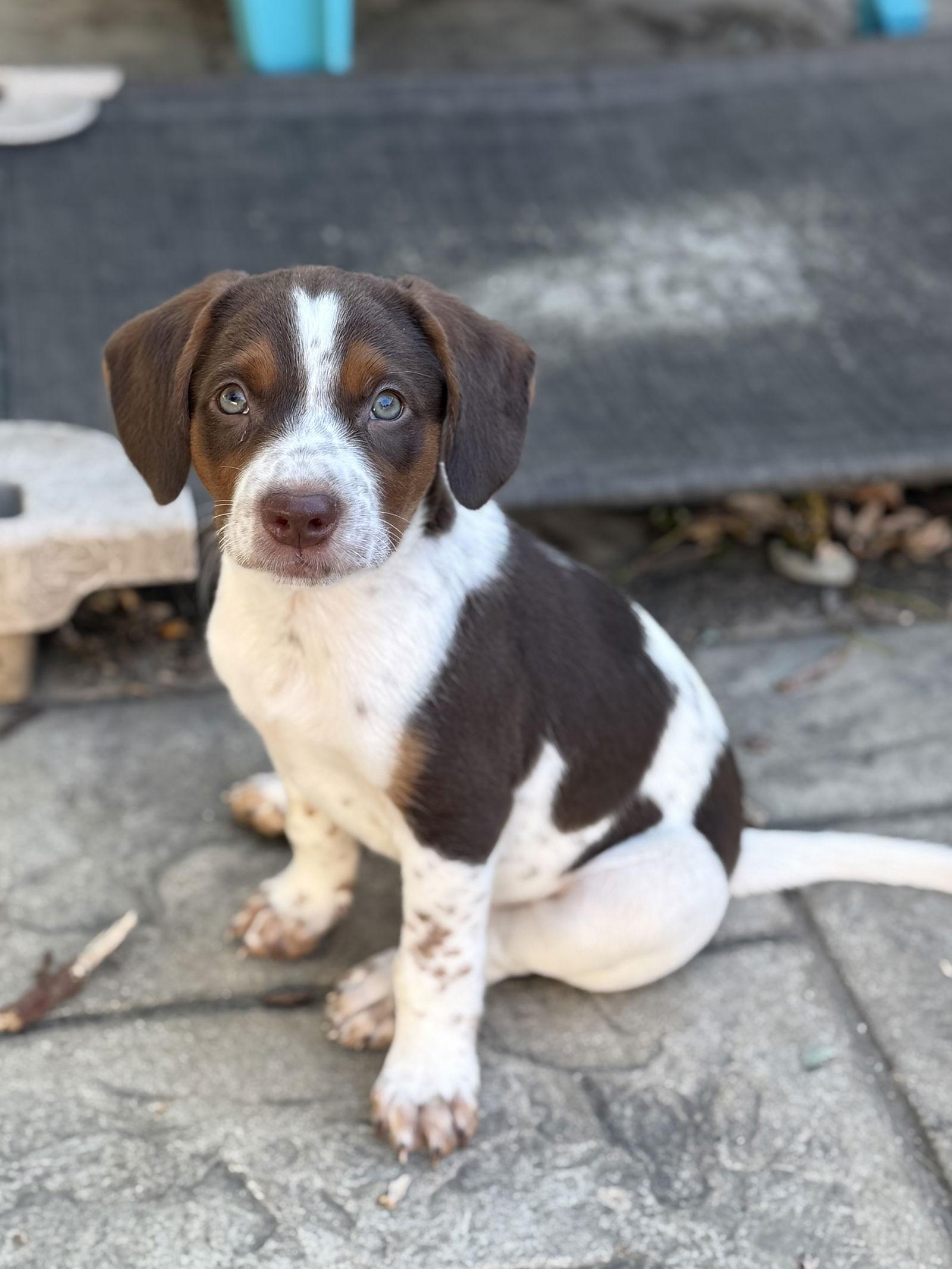 Enlarge Sebastian, a Adopted Australian Cattle Dog / Blue Heeler in Fenton, MO image 1/1