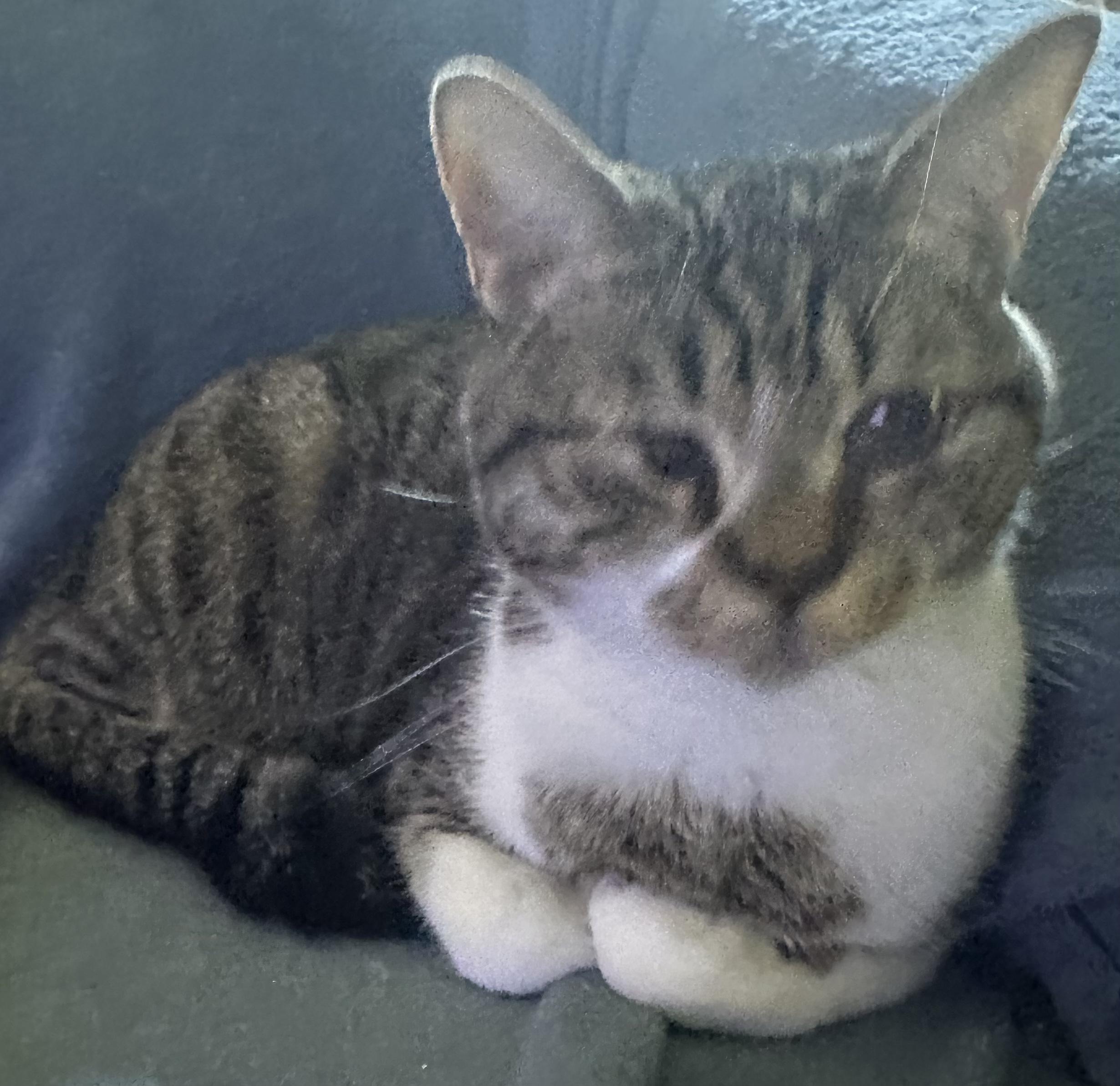 Pi & Biscuit, a Adoptable American Shorthair in Charlotte, NC image 1/5