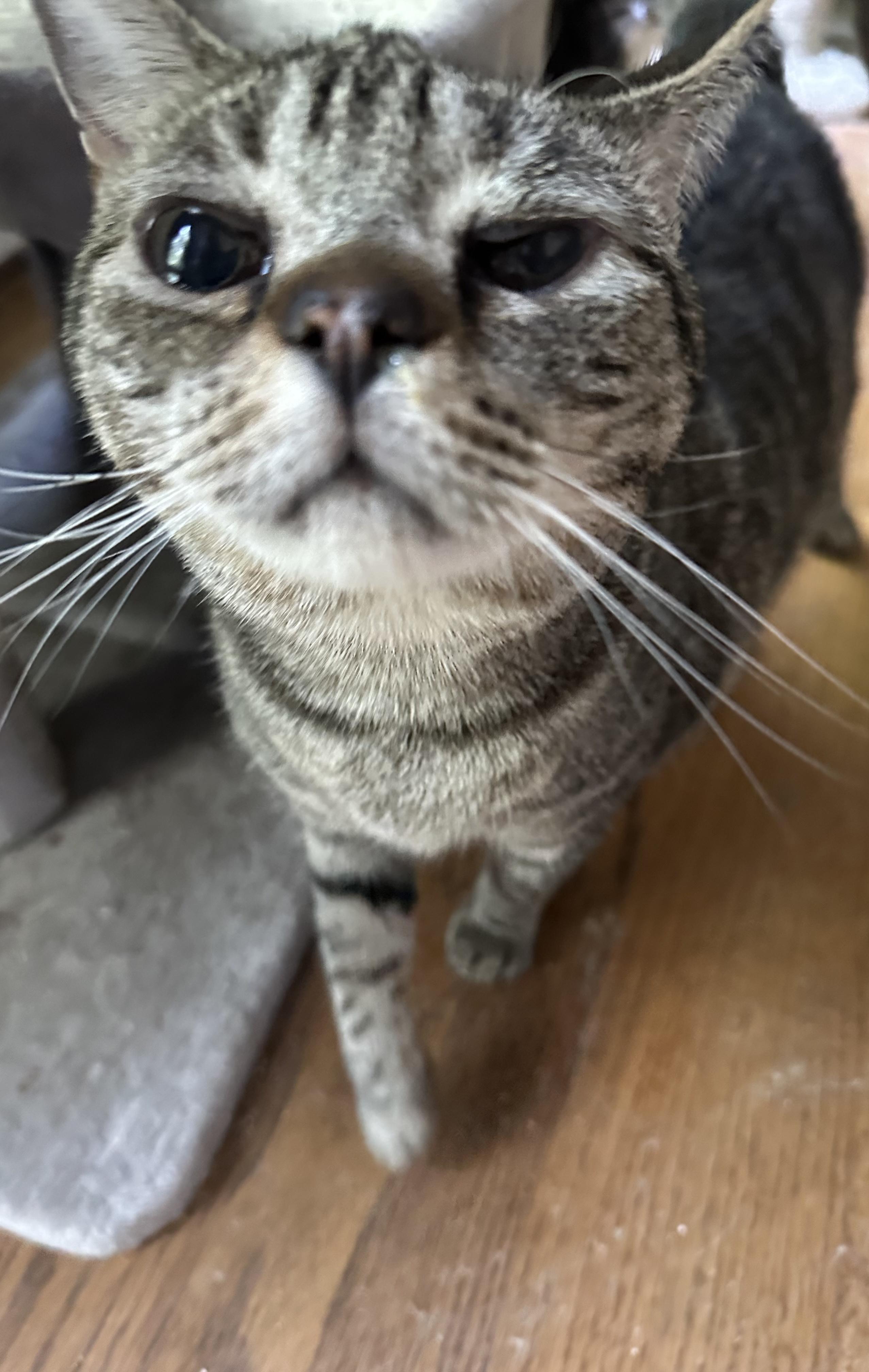 Pi & Biscuit, a Adoptable American Shorthair in Charlotte, NC image 2/5