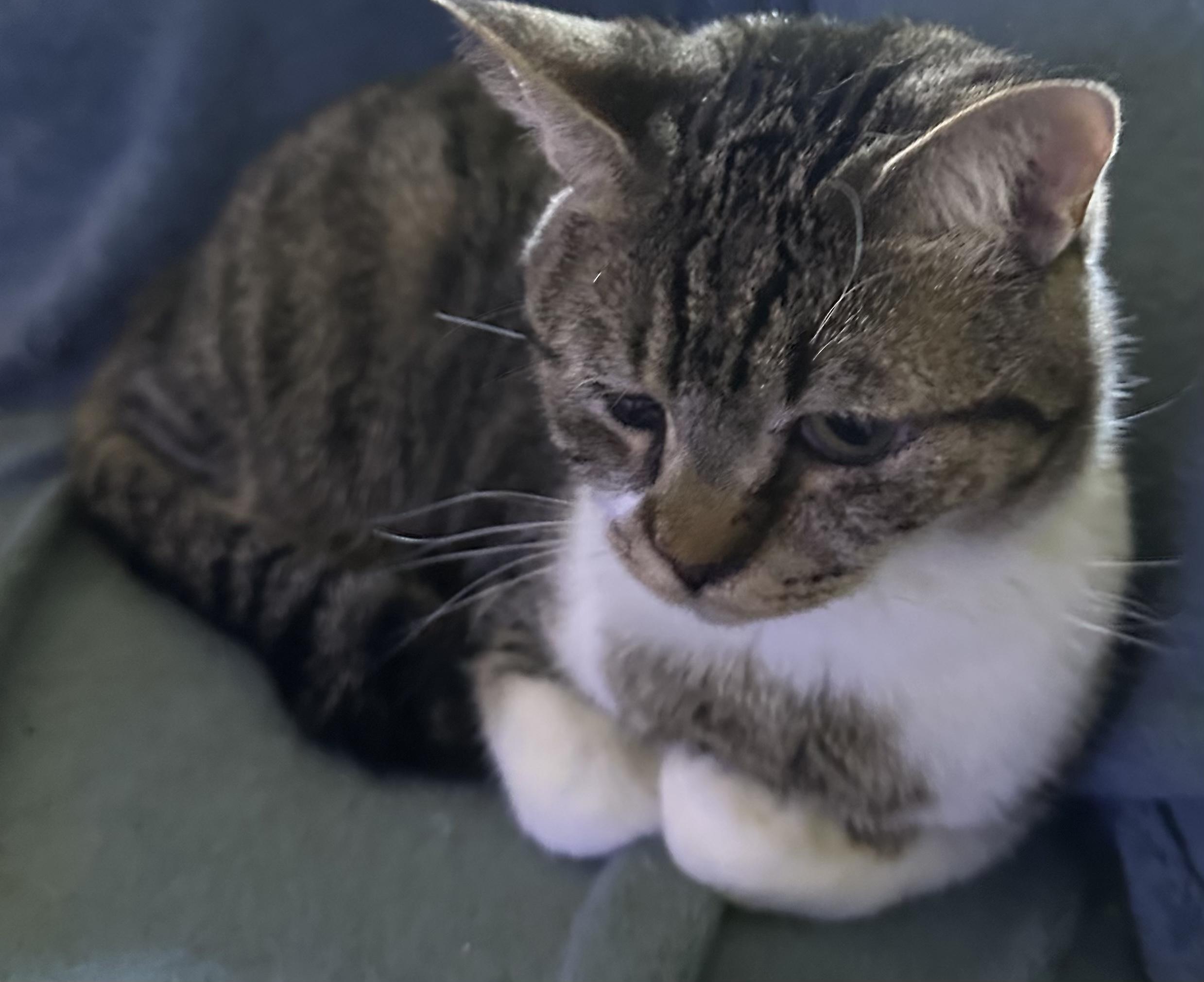 Pi & Biscuit, a Adoptable American Shorthair in Charlotte, NC image 3/5