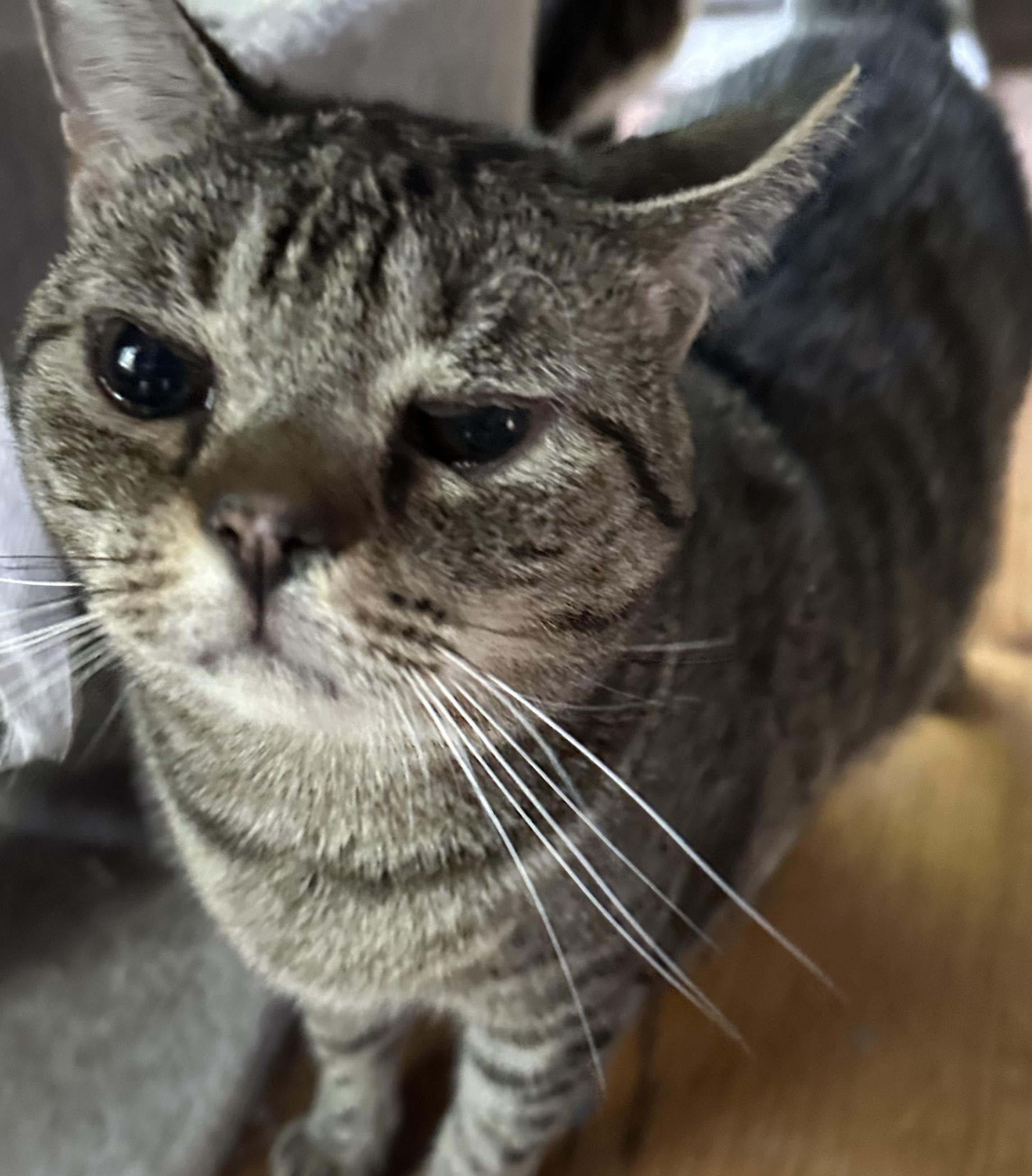 Pi & Biscuit, a Adoptable American Shorthair in Charlotte, NC image 4/5