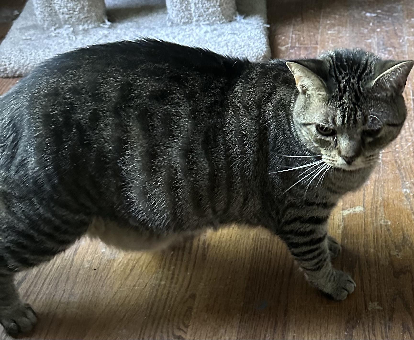 Pi & Biscuit, a Adoptable American Shorthair in Charlotte, NC image 5/5
