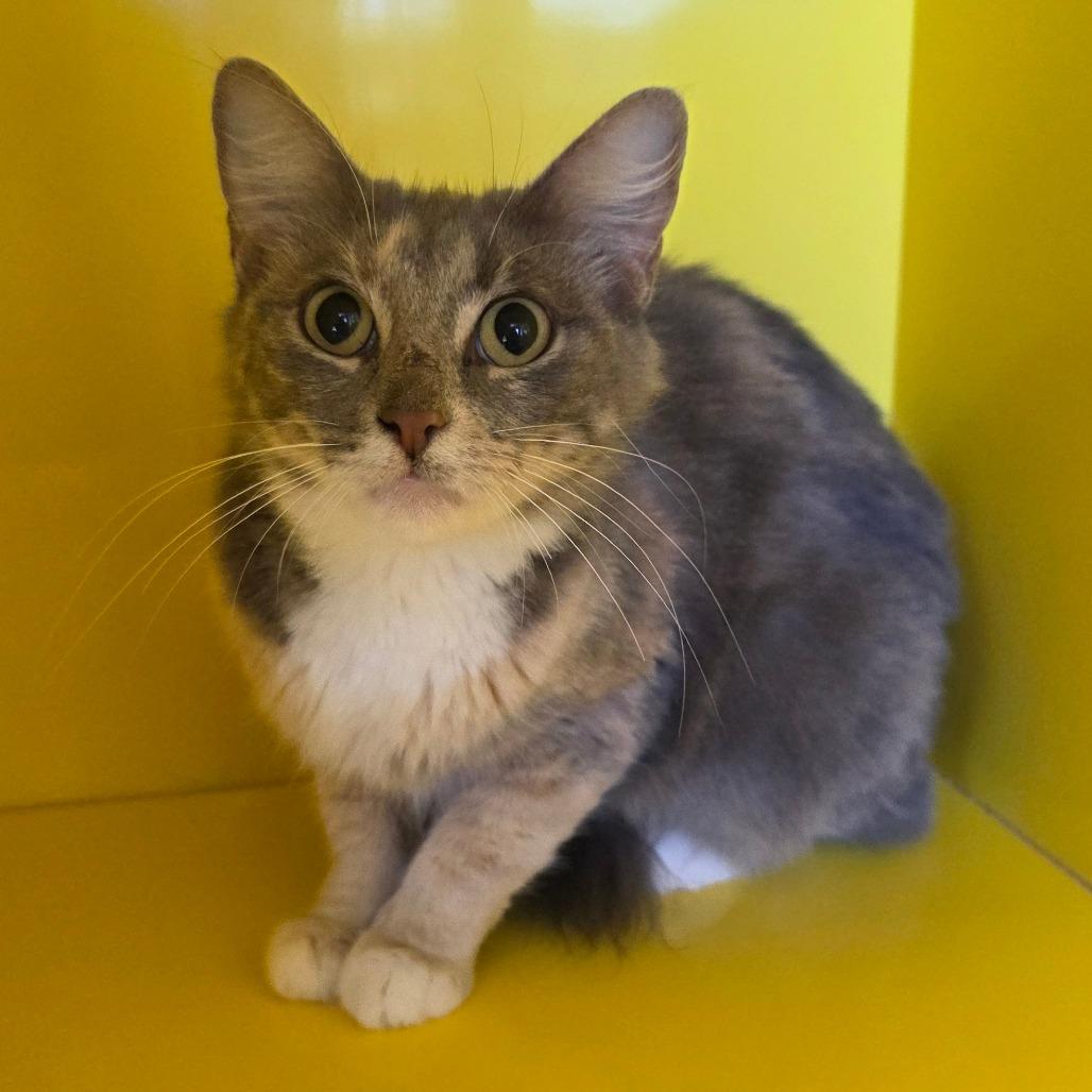 Banana Split, Adoptable, Adult Female Domestic Medium Hair.