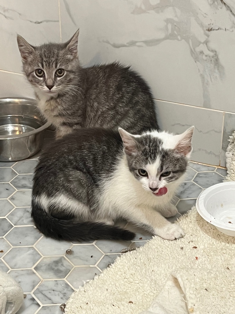 Thelma , Adopted, Kitten Female Domestic Short Hair.