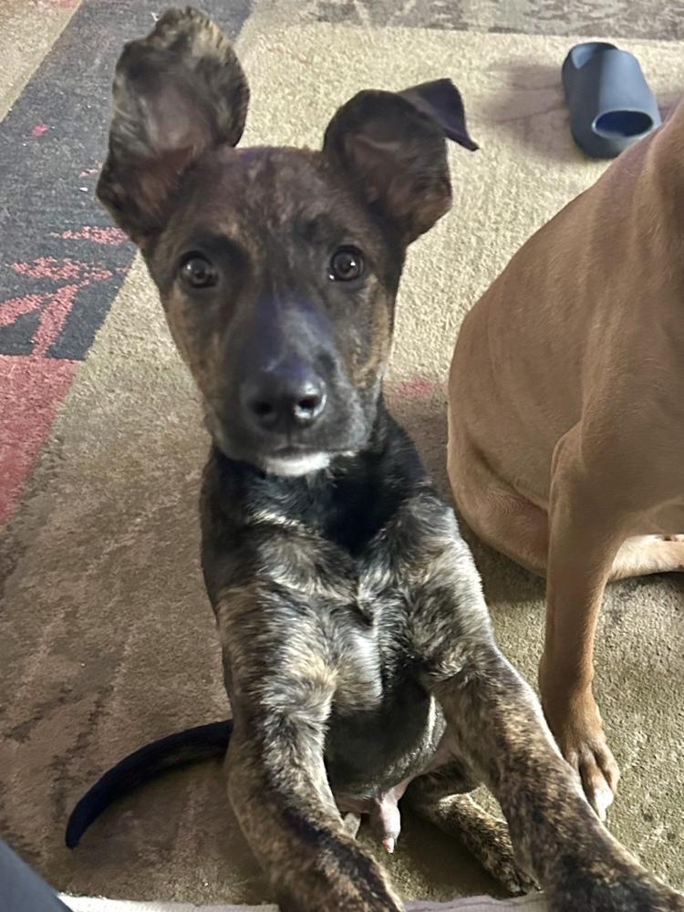 Enlarge Tennessee, a Adoptable mixed breed in Greenlawn, NY image 2/6