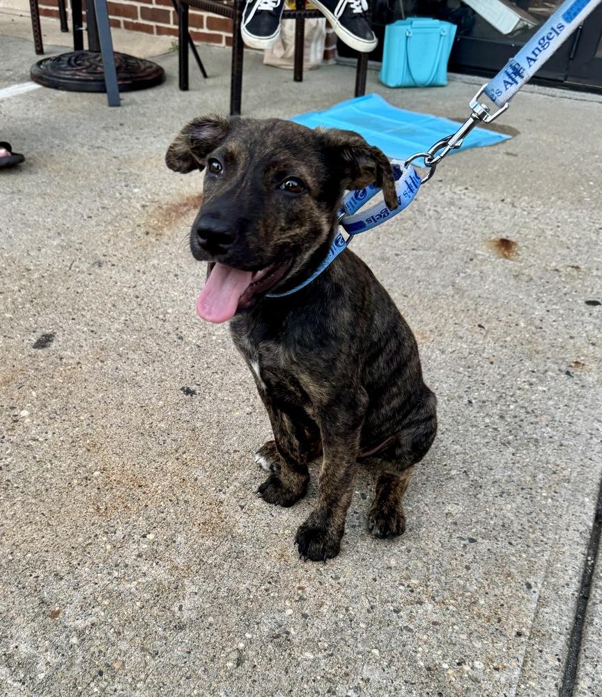 Enlarge Tennessee, a Adoptable mixed breed in Greenlawn, NY image 4/6