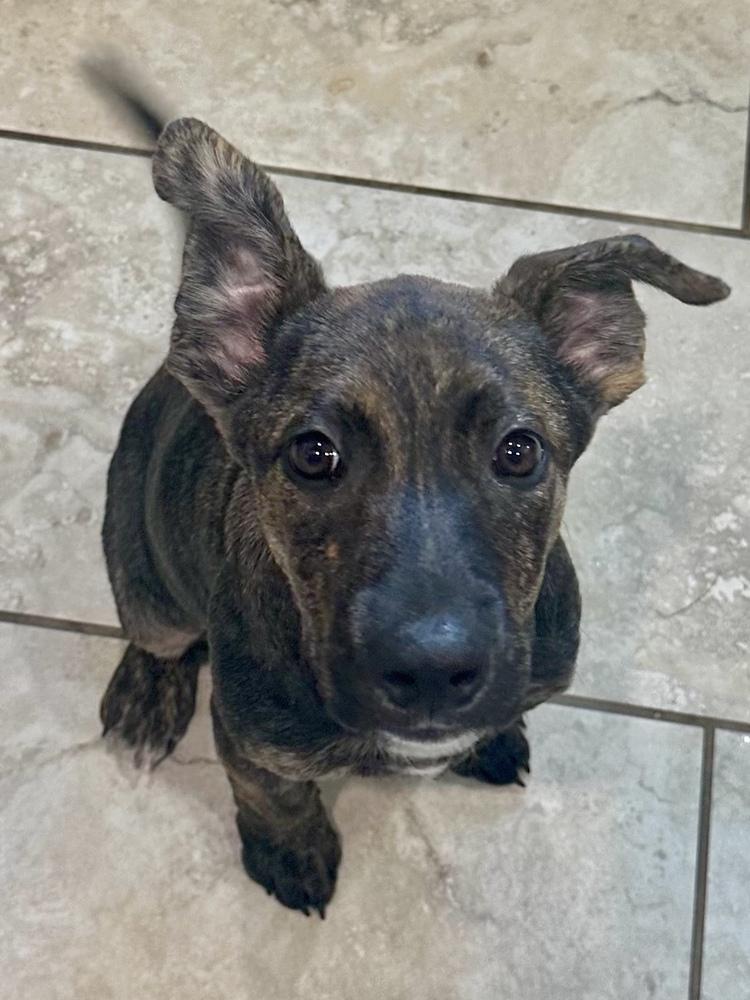 Enlarge Tennessee, a Adoptable mixed breed in Greenlawn, NY image 5/6