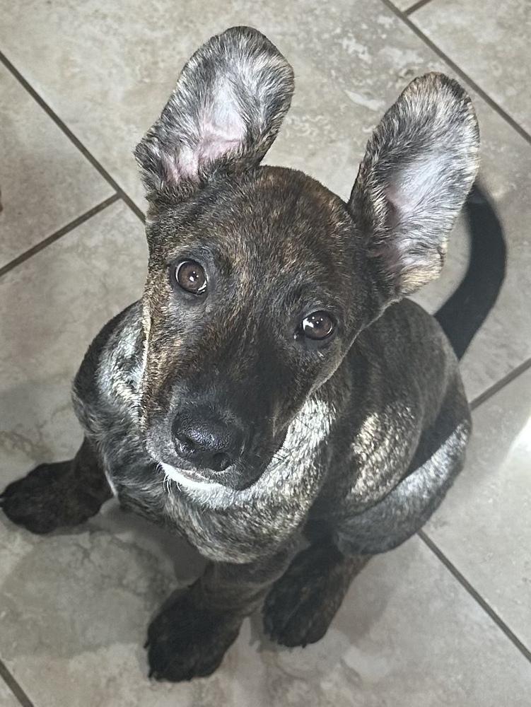 Enlarge Tennessee, a Adoptable mixed breed in Greenlawn, NY image 6/6
