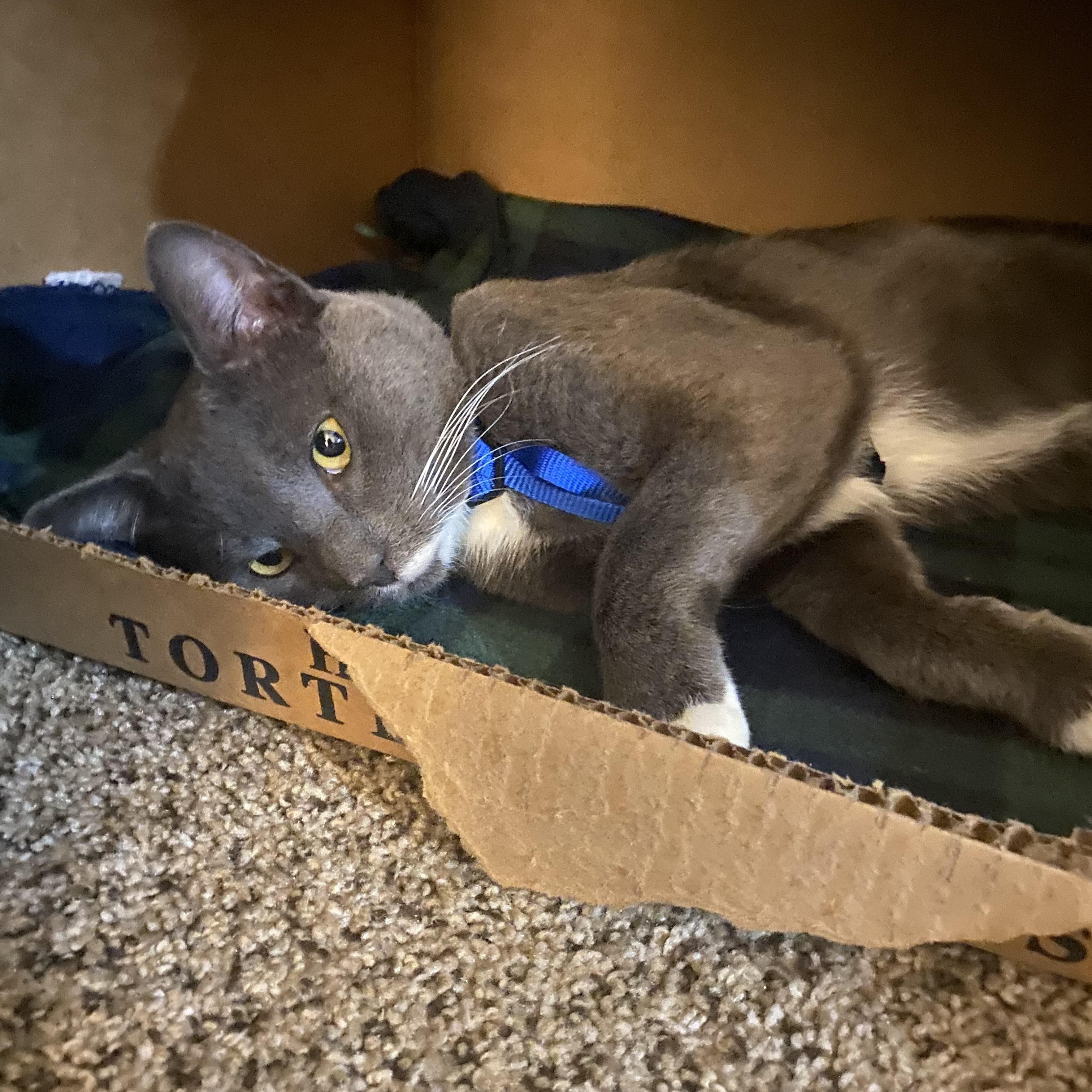 Stache, Adoptable, Young Male Tuxedo.