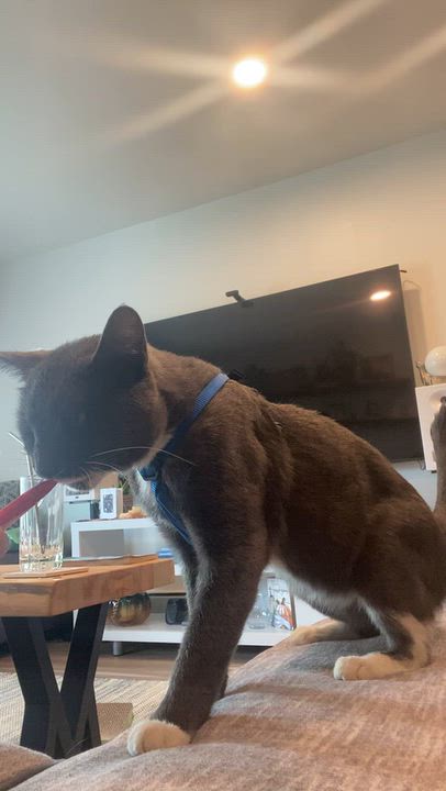 Enlarge Stache, a Adoptable Tuxedo in Wadsworth, IL video 4/4