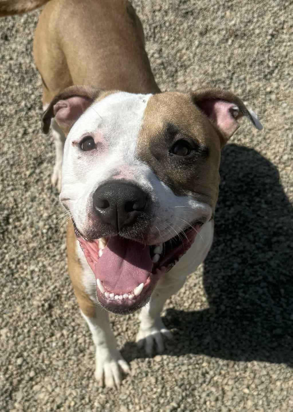 Sawyer AVAILABLE, Adoptable, Adult Male American Bully.